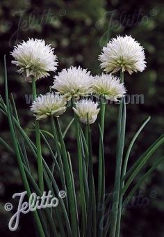 Allium schoenoprasum 'White One'