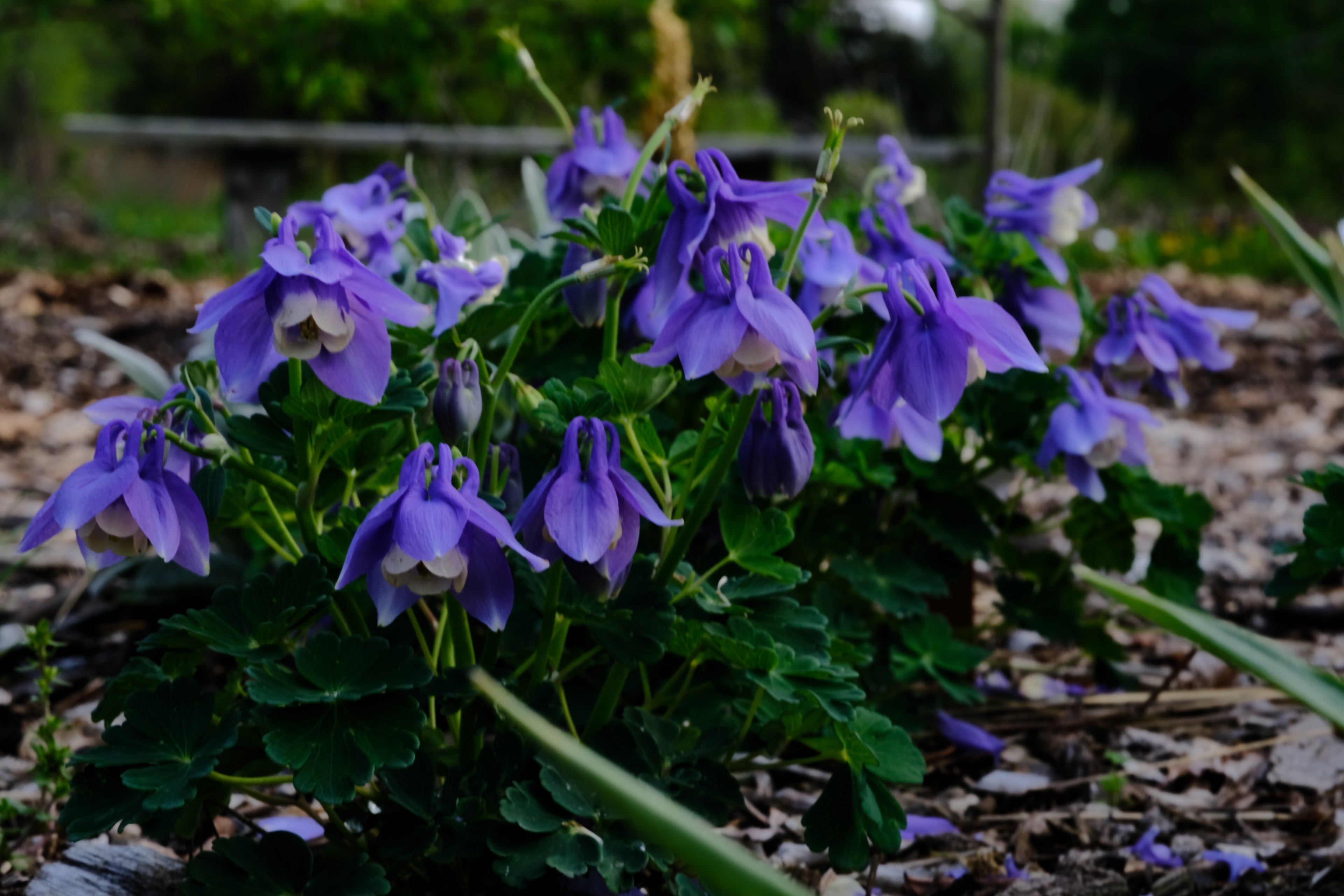 Aquilegia flabellata var pumila &