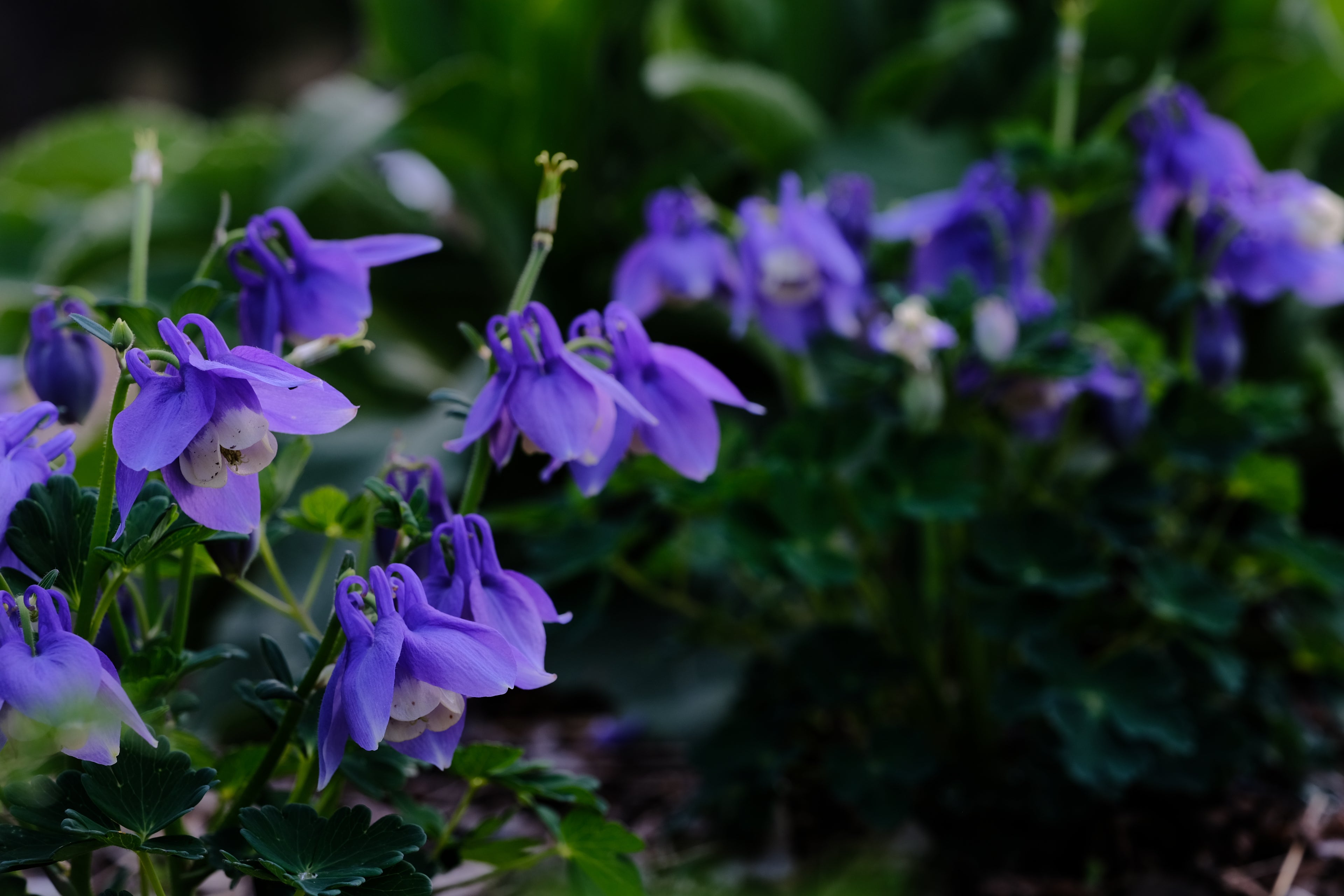Aquilegia flabellata var pumila &