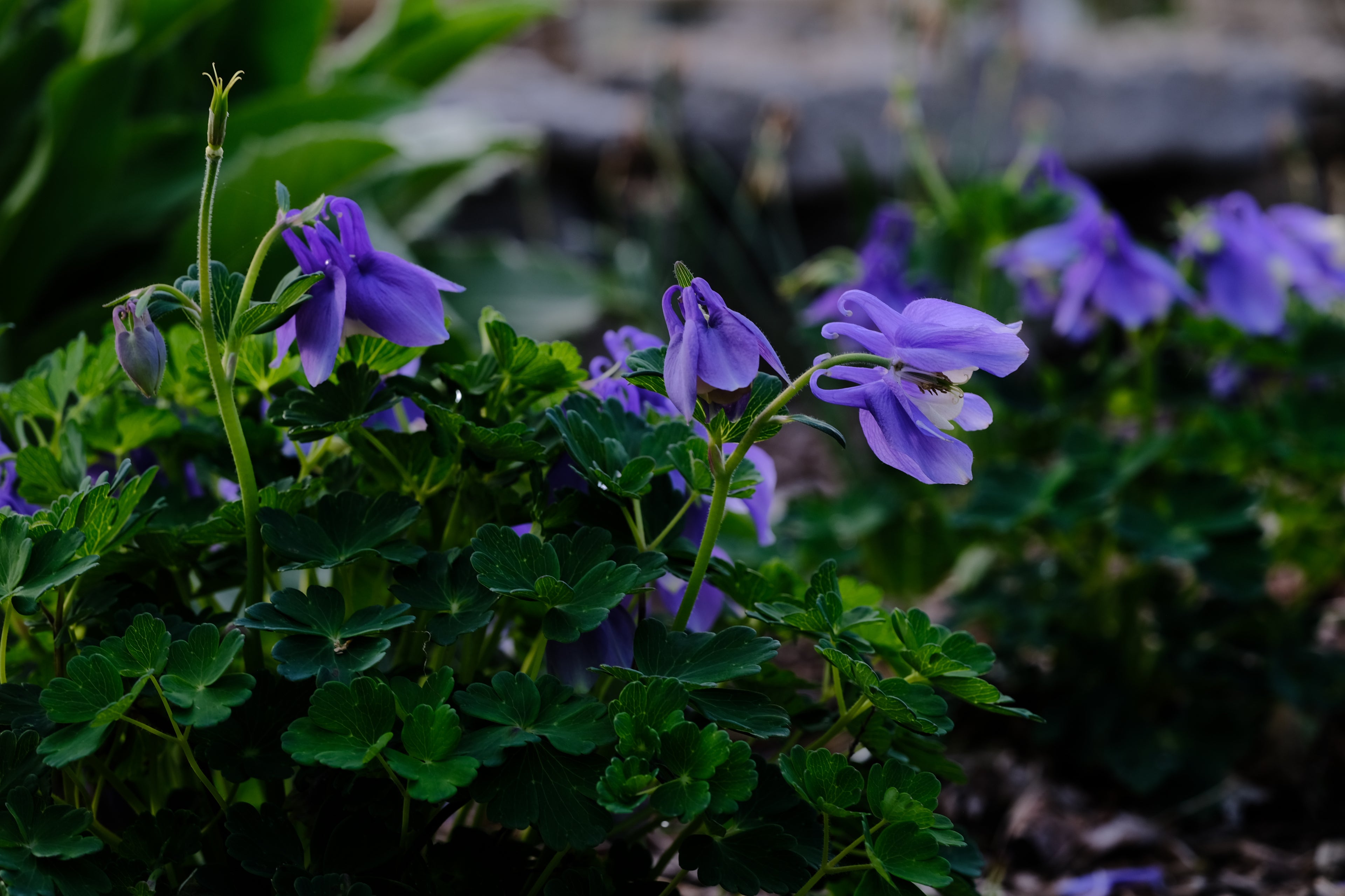 Aquilegia flabellata var pumila &