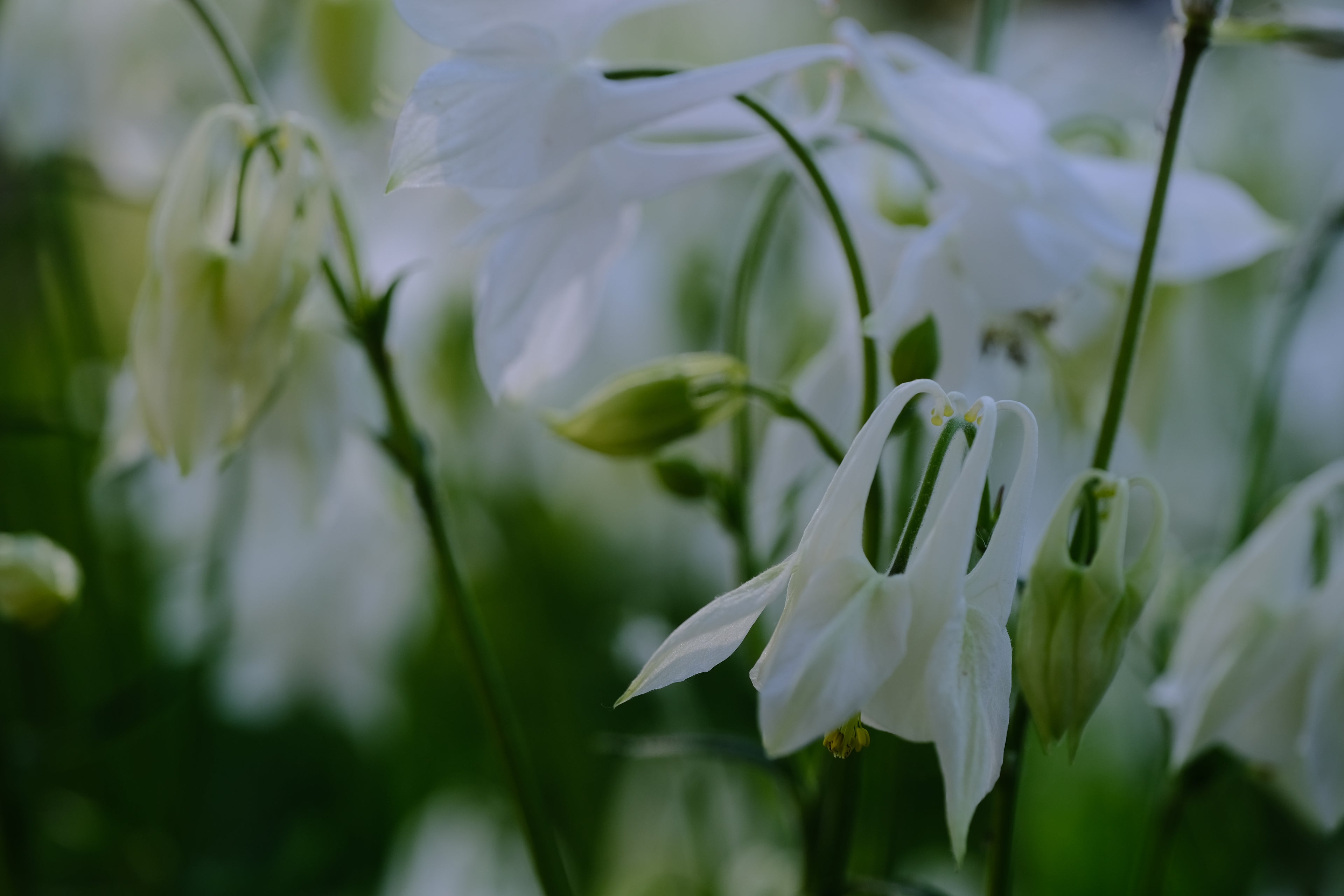Aquilegia vulgaris &