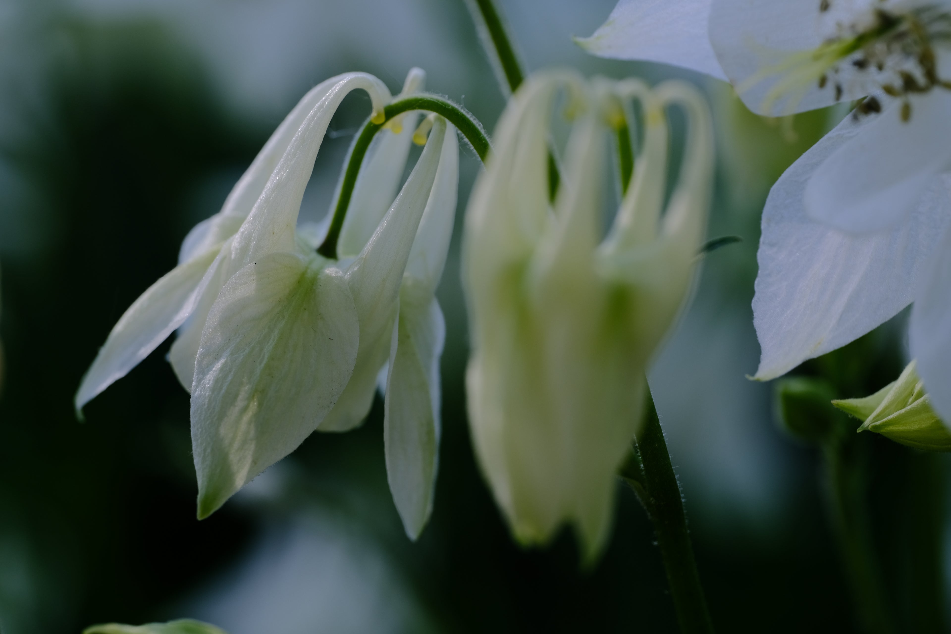 Aquilegia vulgaris &