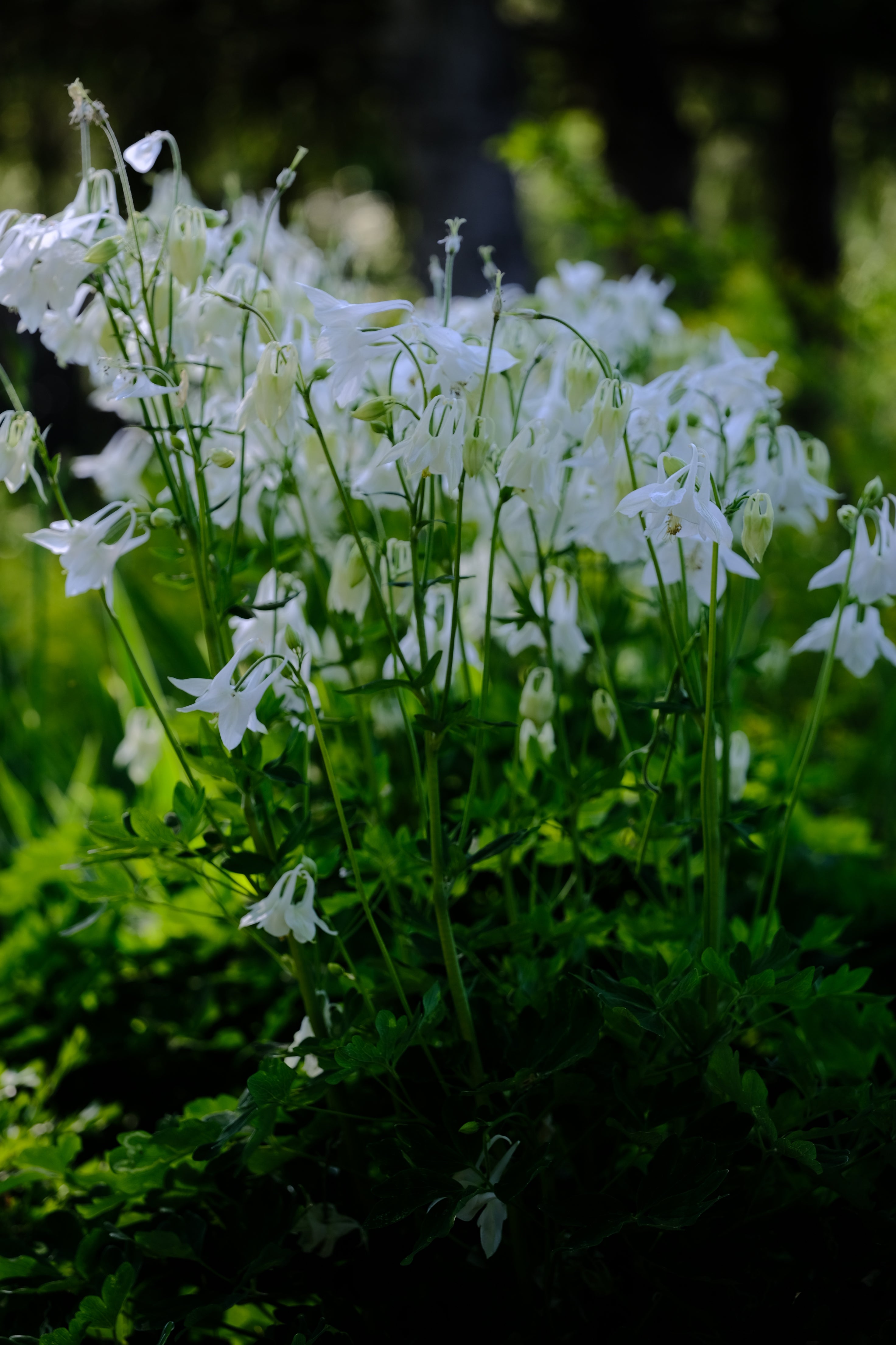 Aquilegia vulgaris &