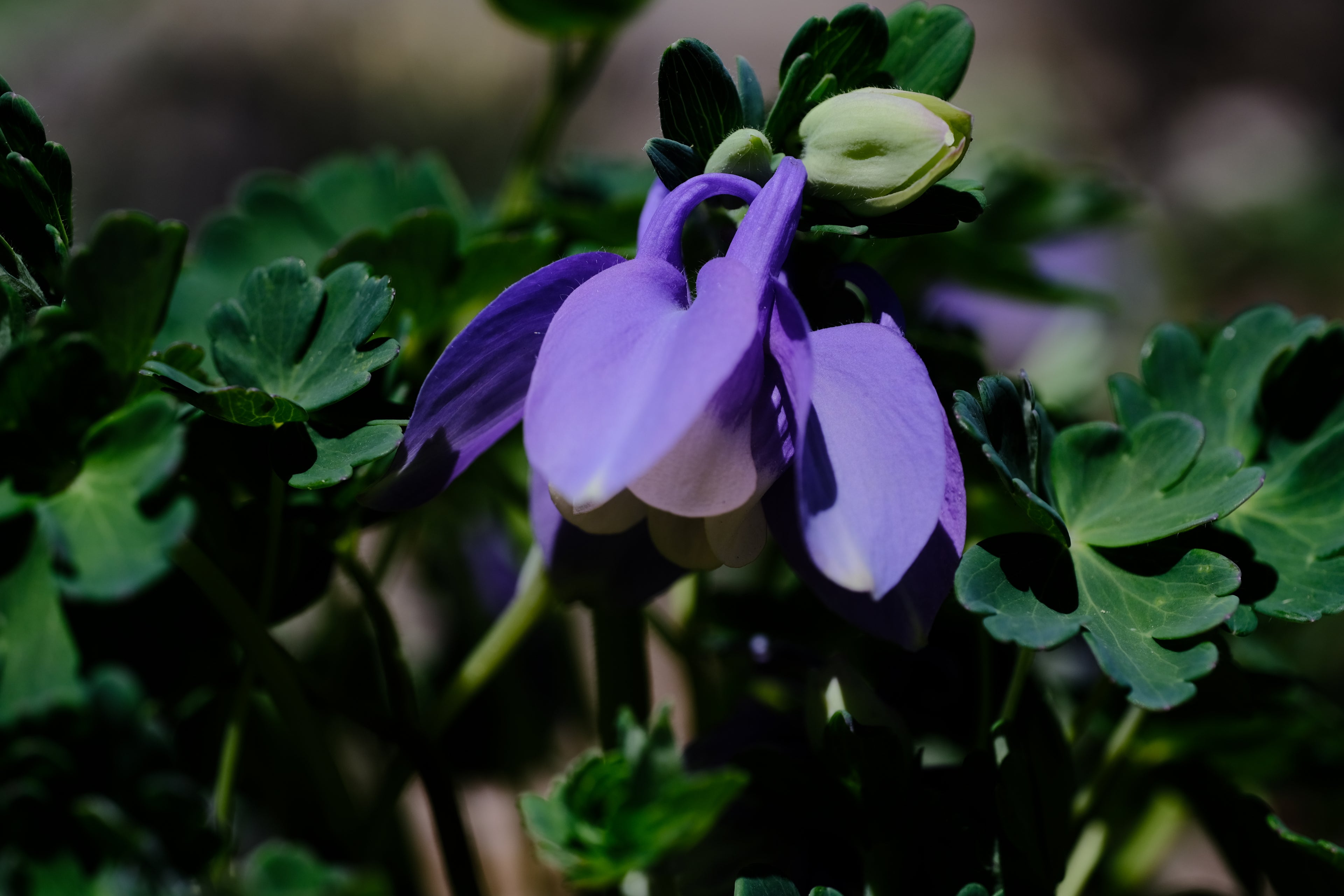 Aquilegia flabellata var pumila &