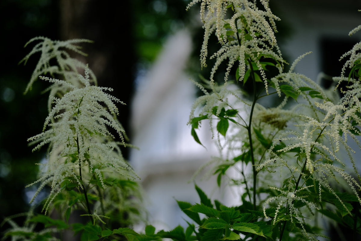 Aruncus dioicus | goat&