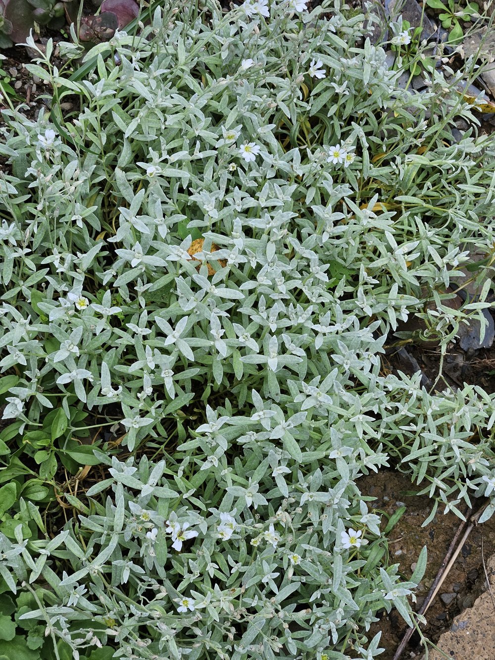 Cerastium tomentosum var. columnae 'Silberteppich'