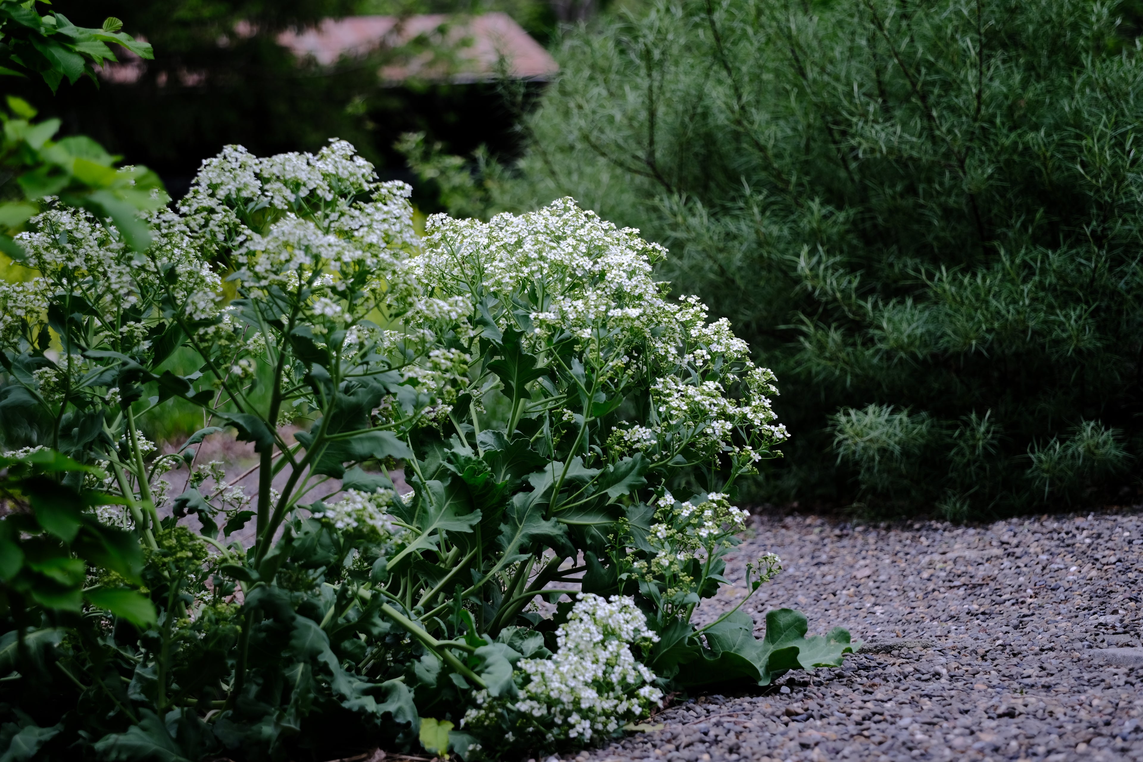 Crambe maritima (sea kale) white flowers in May at The Old Dairy Nursery