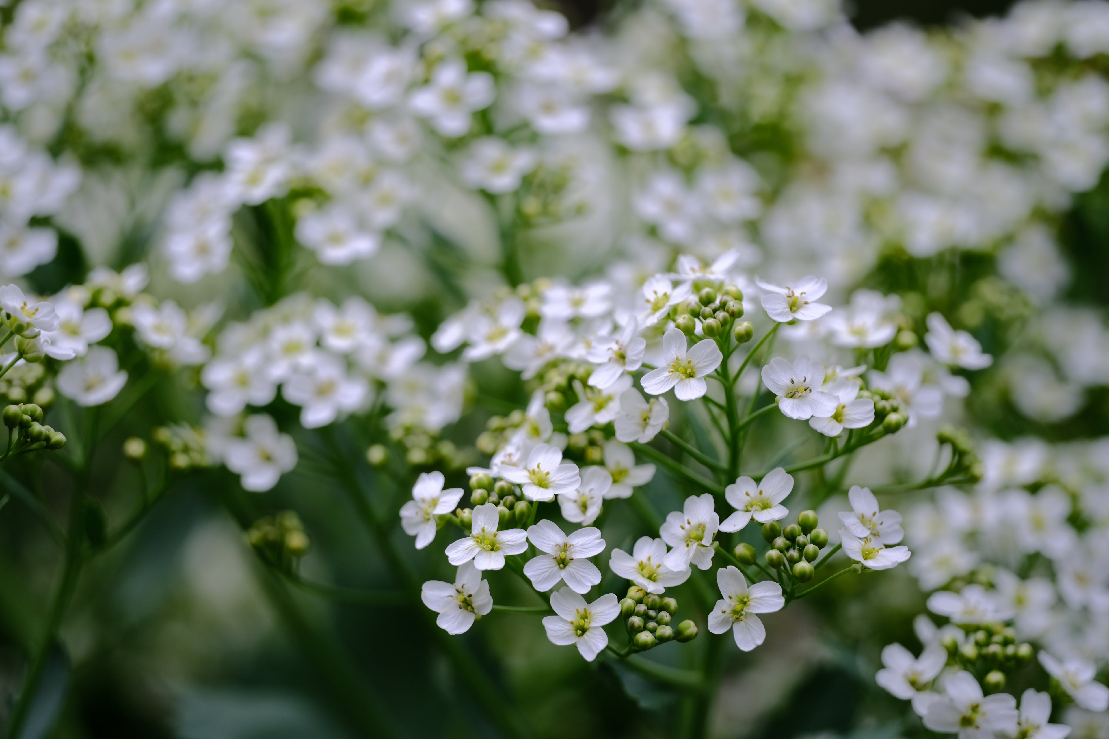 Crambe maritima (sea kale) close up of white flowers that bloom in May at The Old Dairy Nursery