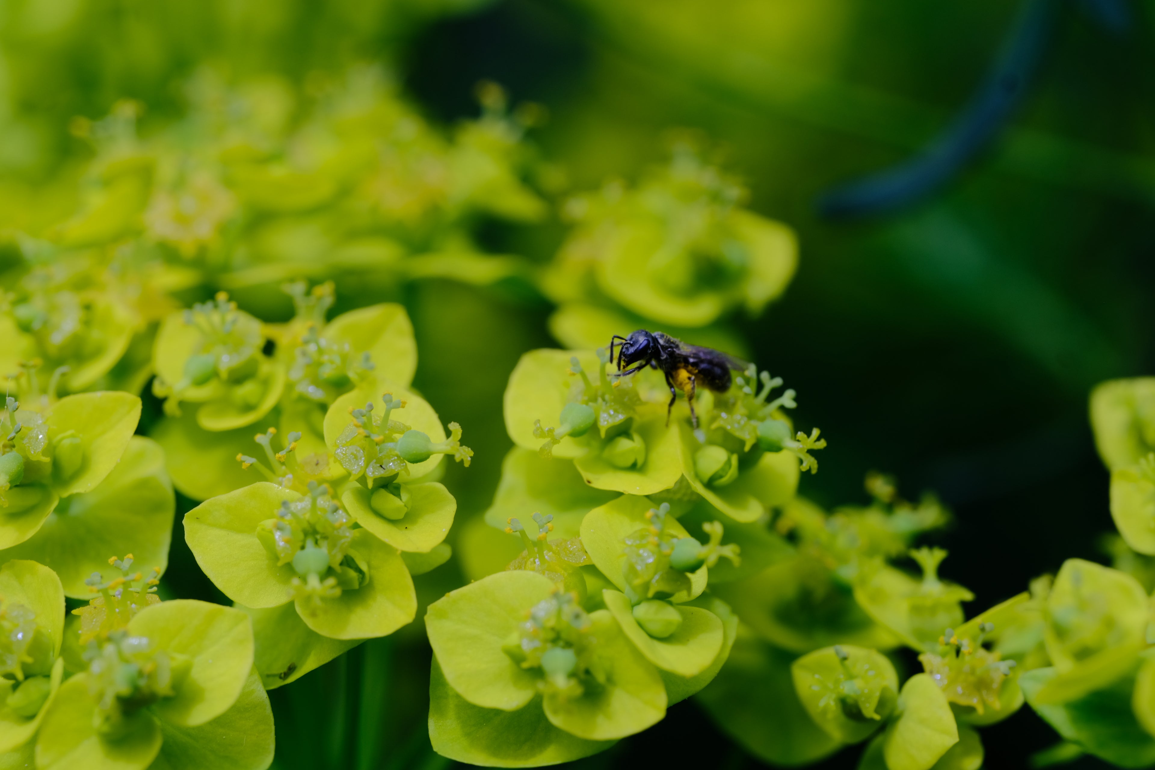 Euphorbia cyparissias | Cypress spurge flower with native bee