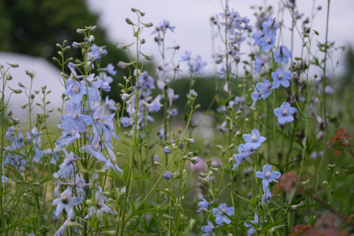 Delphinium x belladonna &