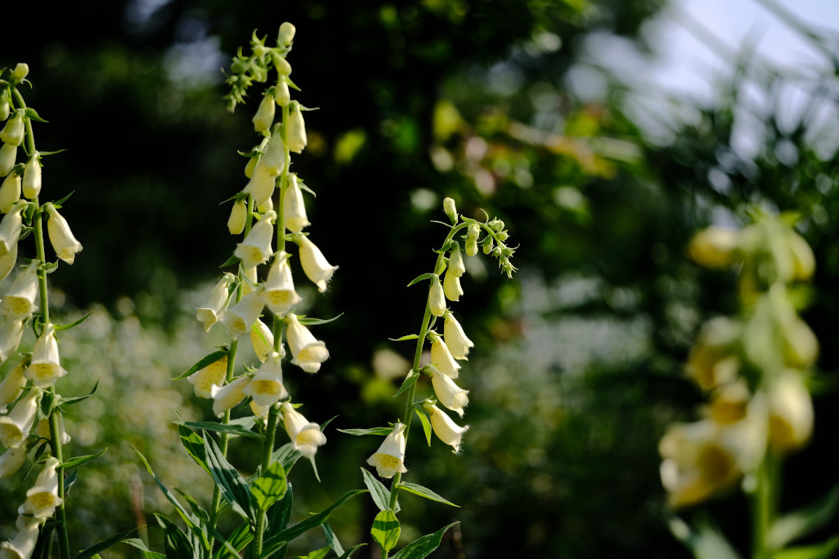 Digitalis grandiflora (yellow foxglove) pale yellow flowers