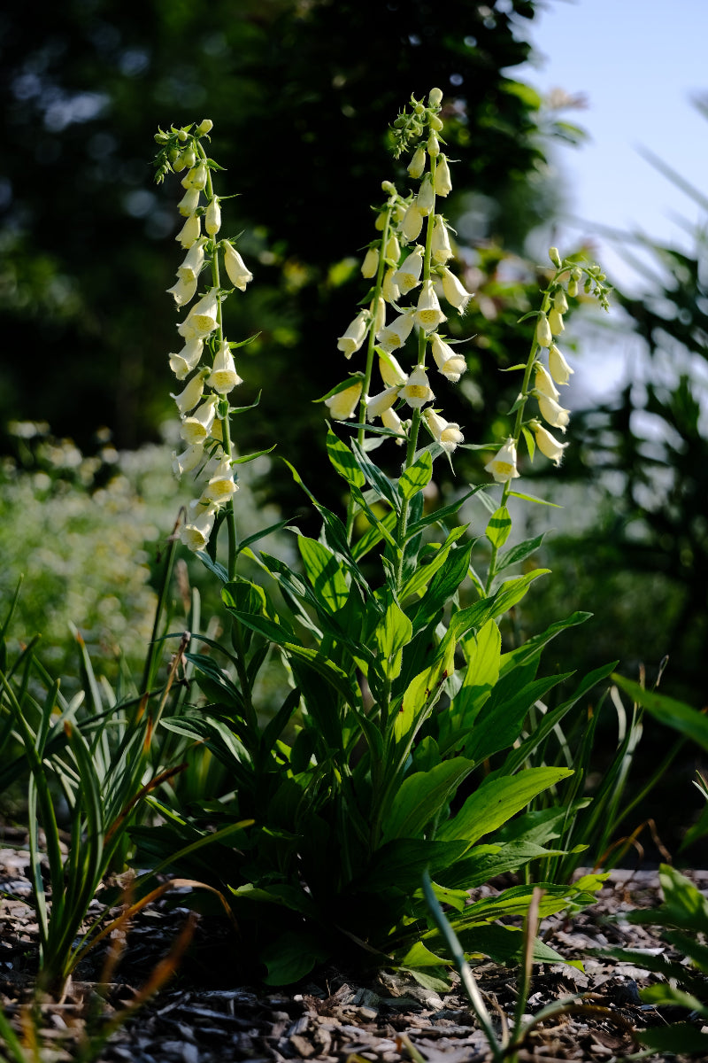 Digitalis grandiflora (yellow foxglove) pale yellow flowers and foliage