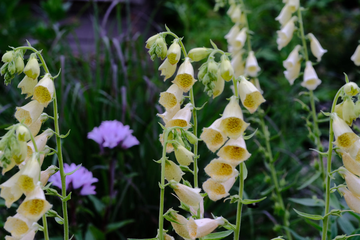 Digitalis grandiflora (yellow foxglove) creamy yellow blooms in the garden