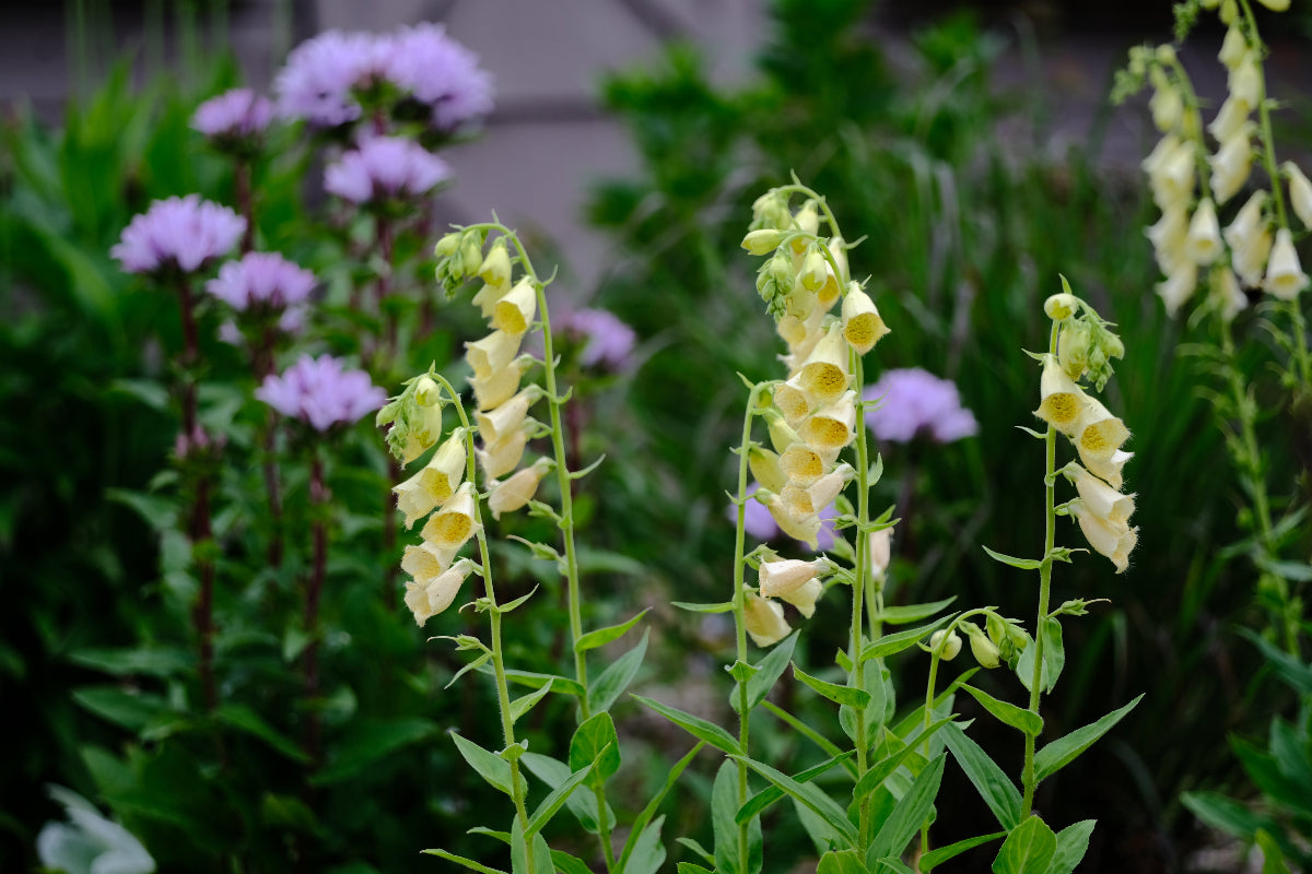 Digitalis grandiflora (yellow foxglove) with Campanula glomerata &