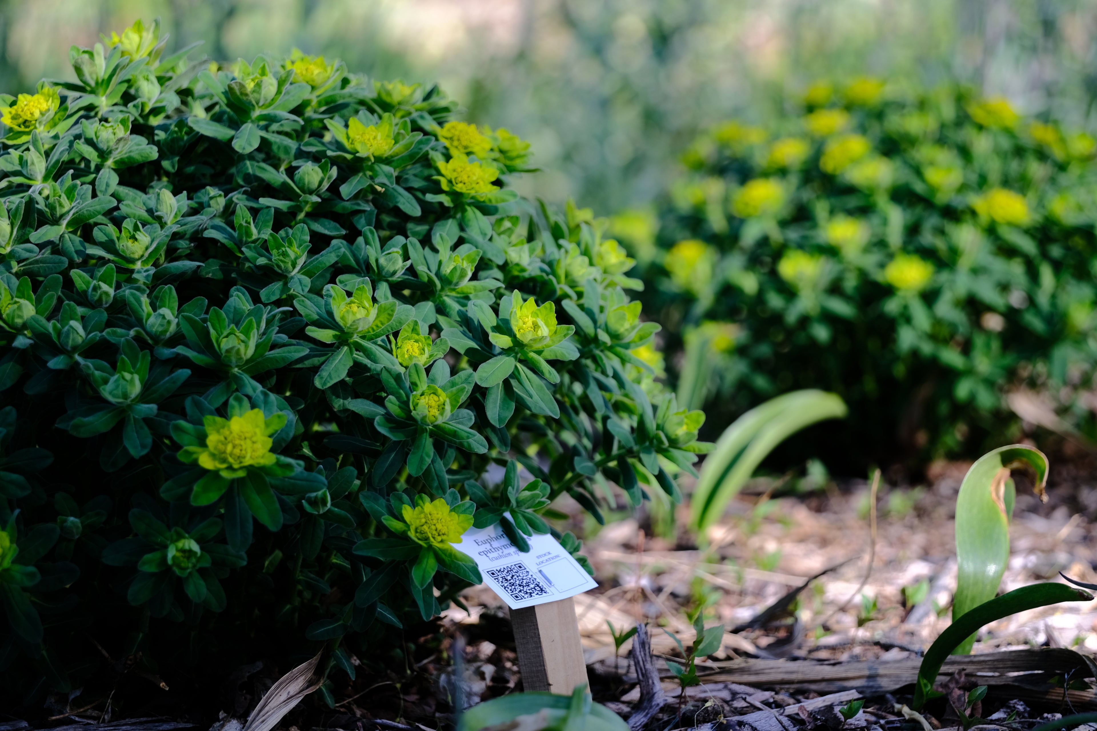 Euphorbia epithymoides (polychroma) | cushion spurge in the garden