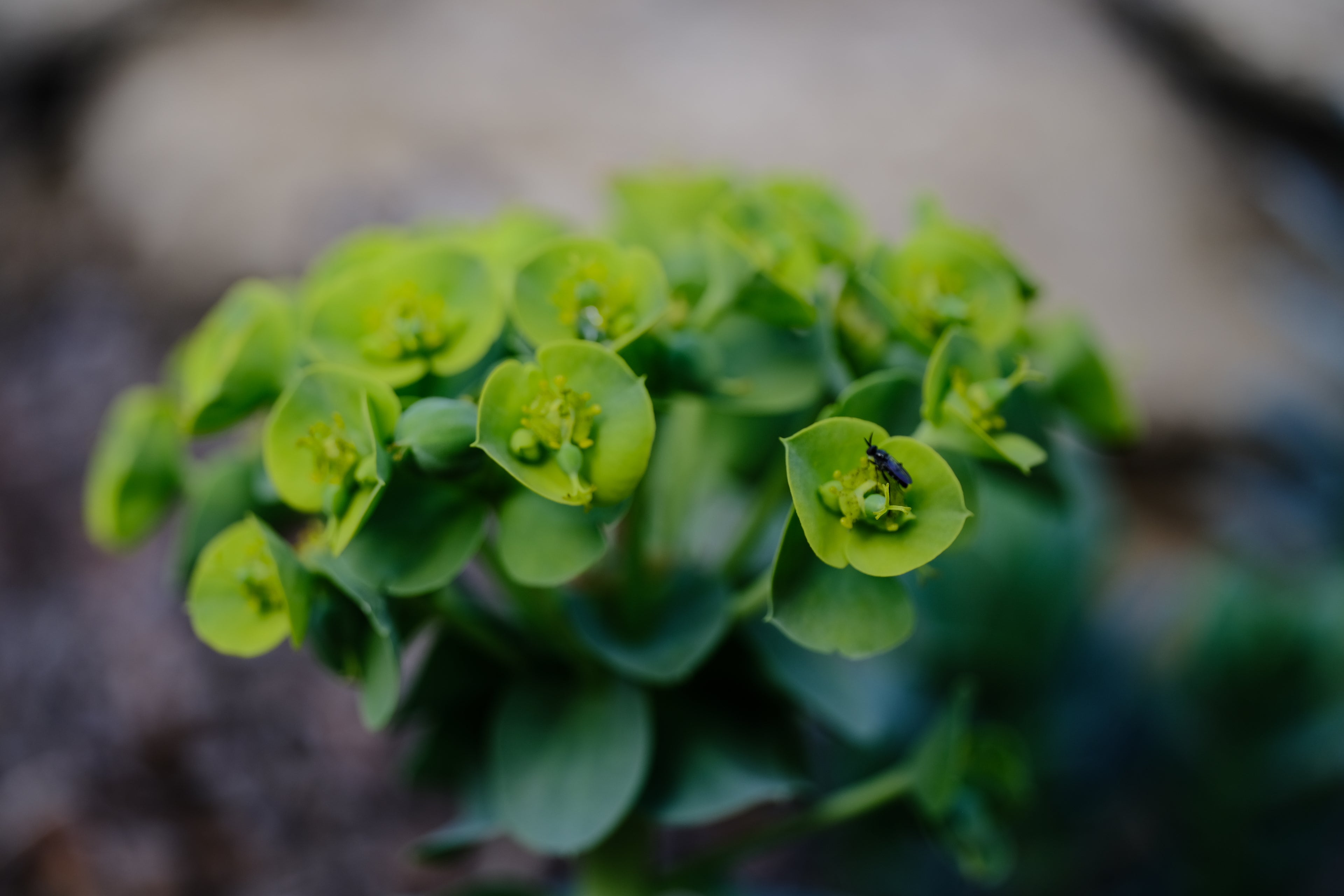 Euphorbia myrsinites flower with pollinator