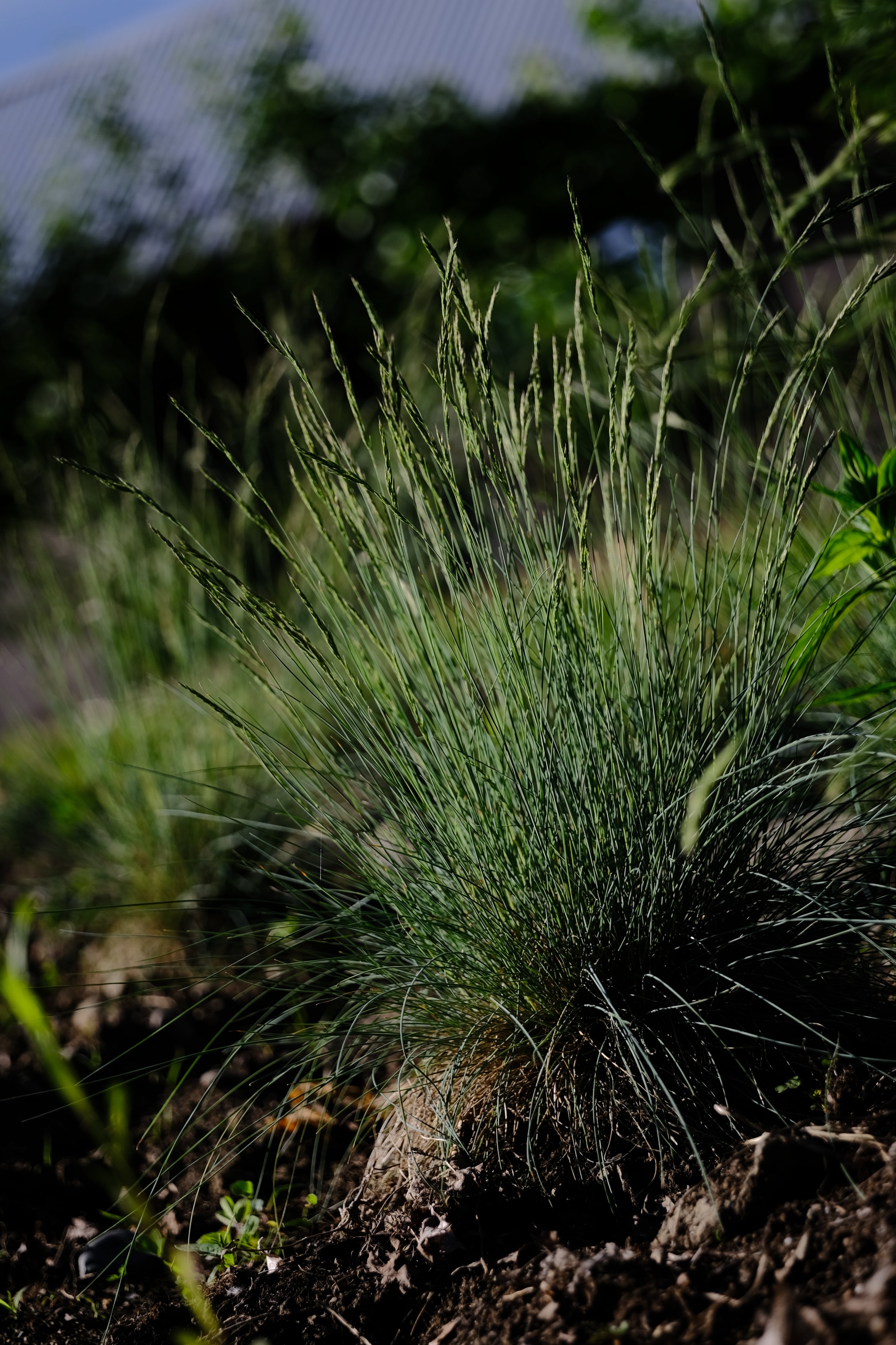 Festuca glauca &