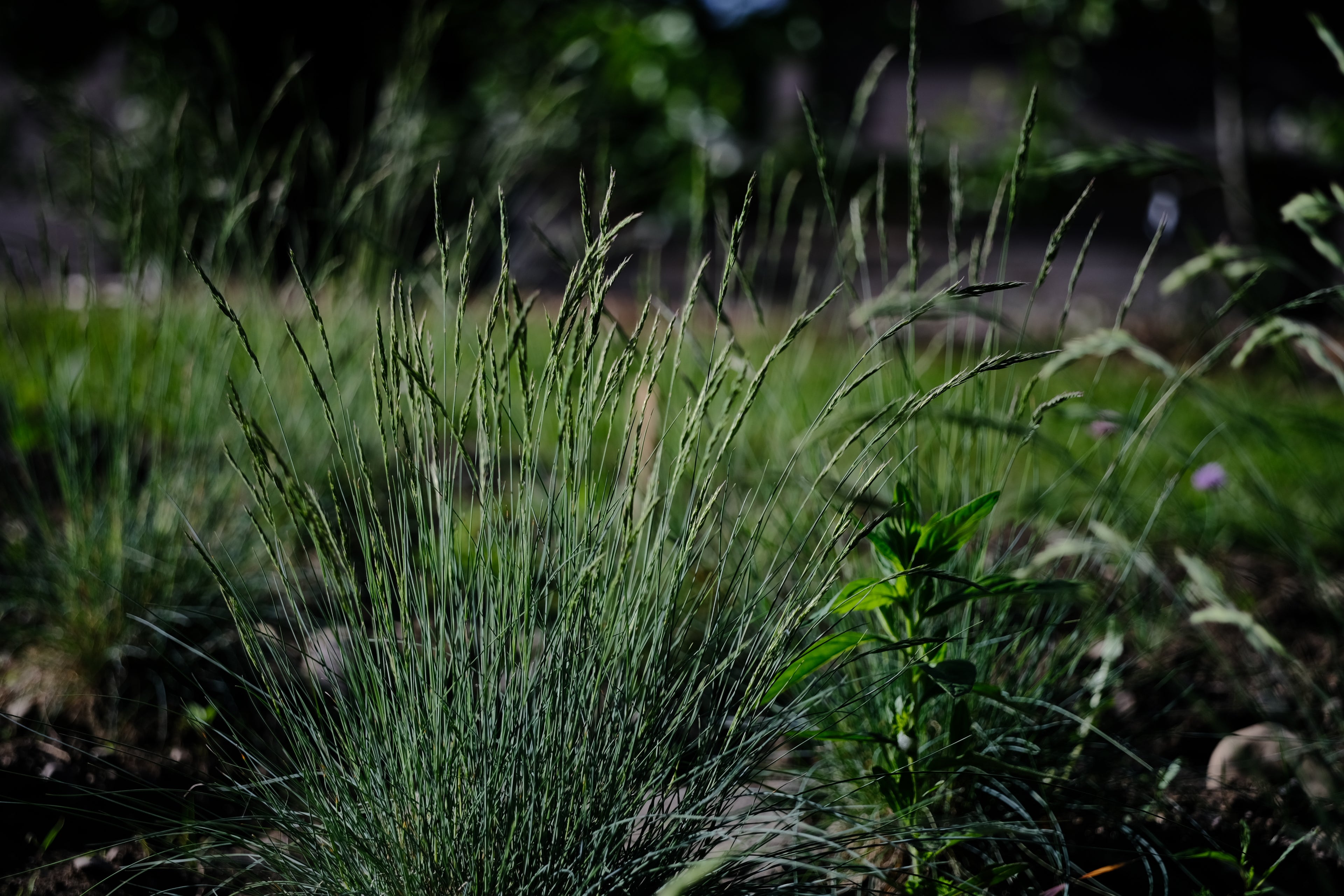 Festuca glauca &