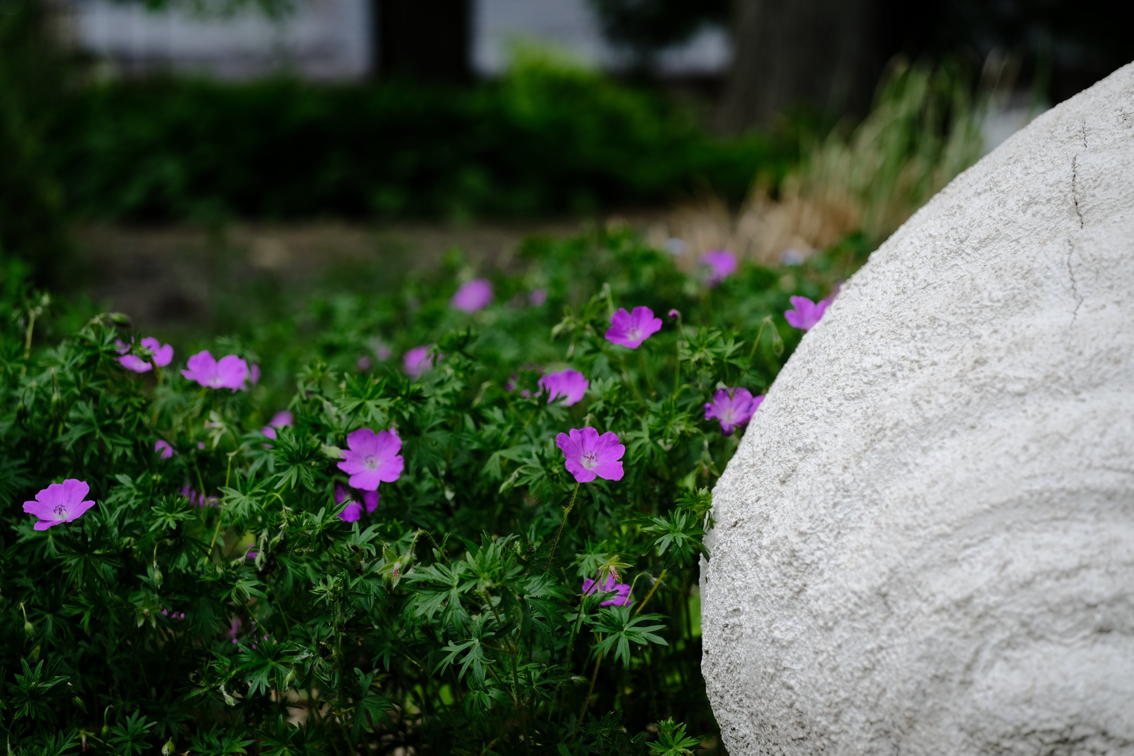 Geranium sanguineum | bloody cranesbill