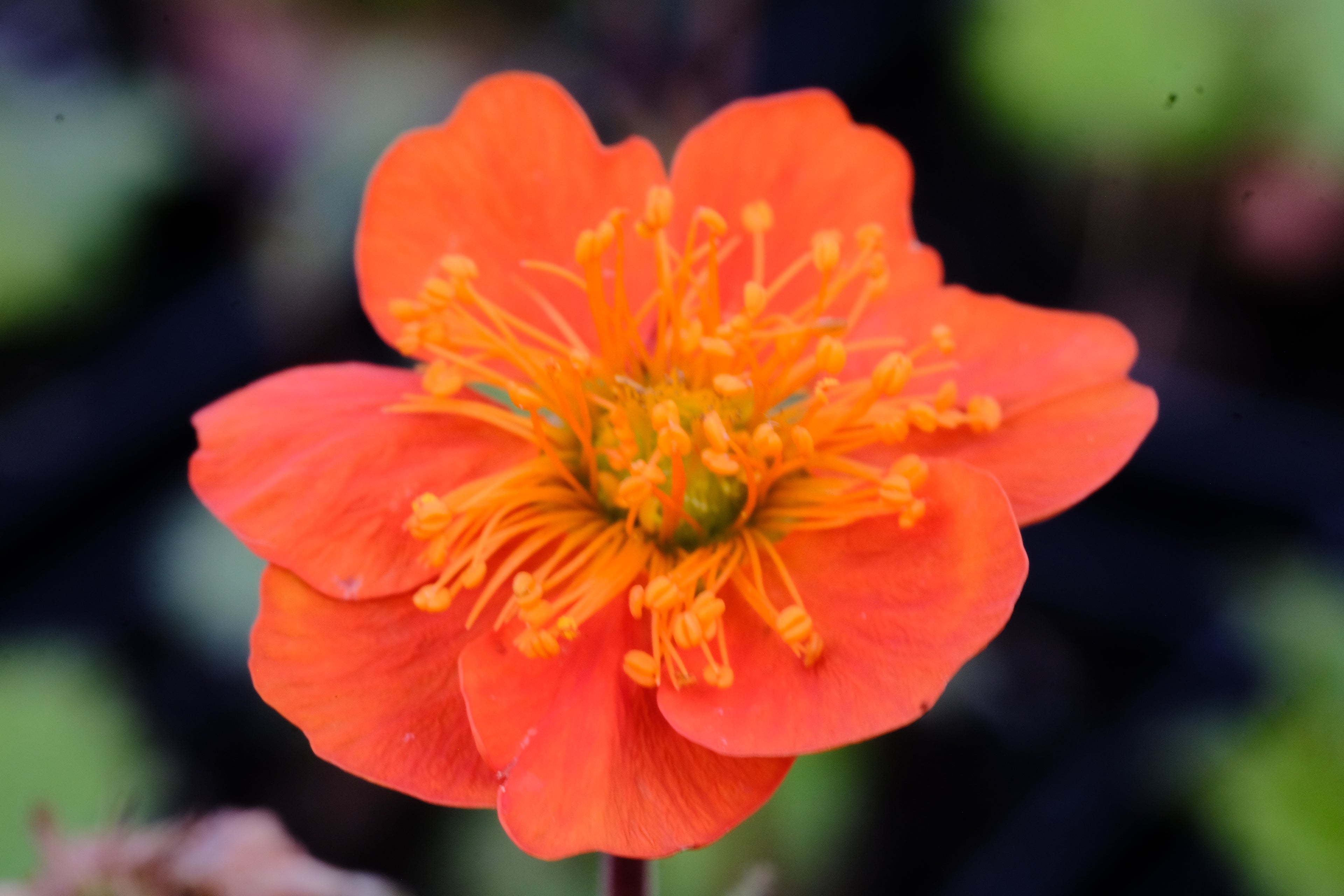 Geum coccineum &
