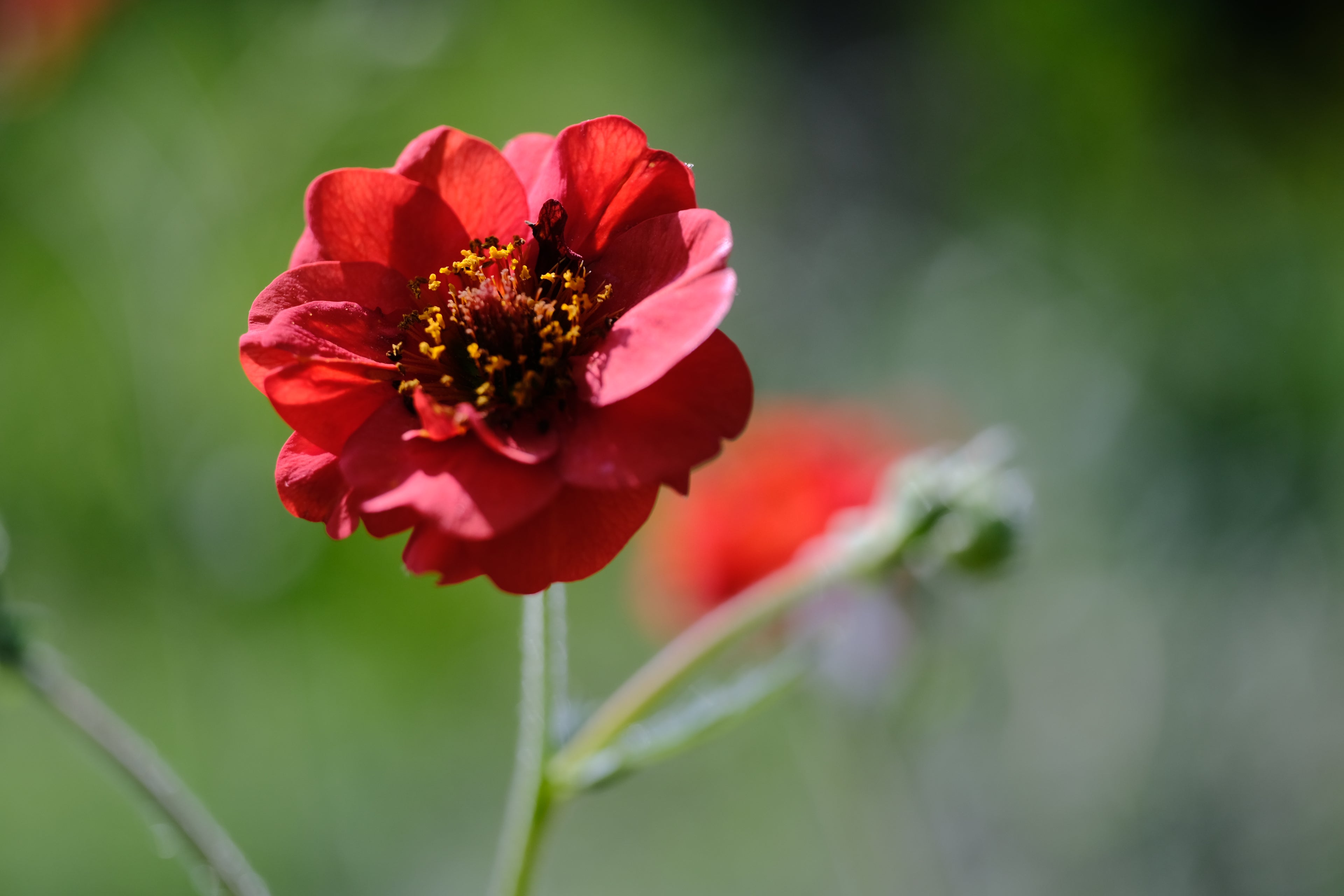 Geum chiloense &