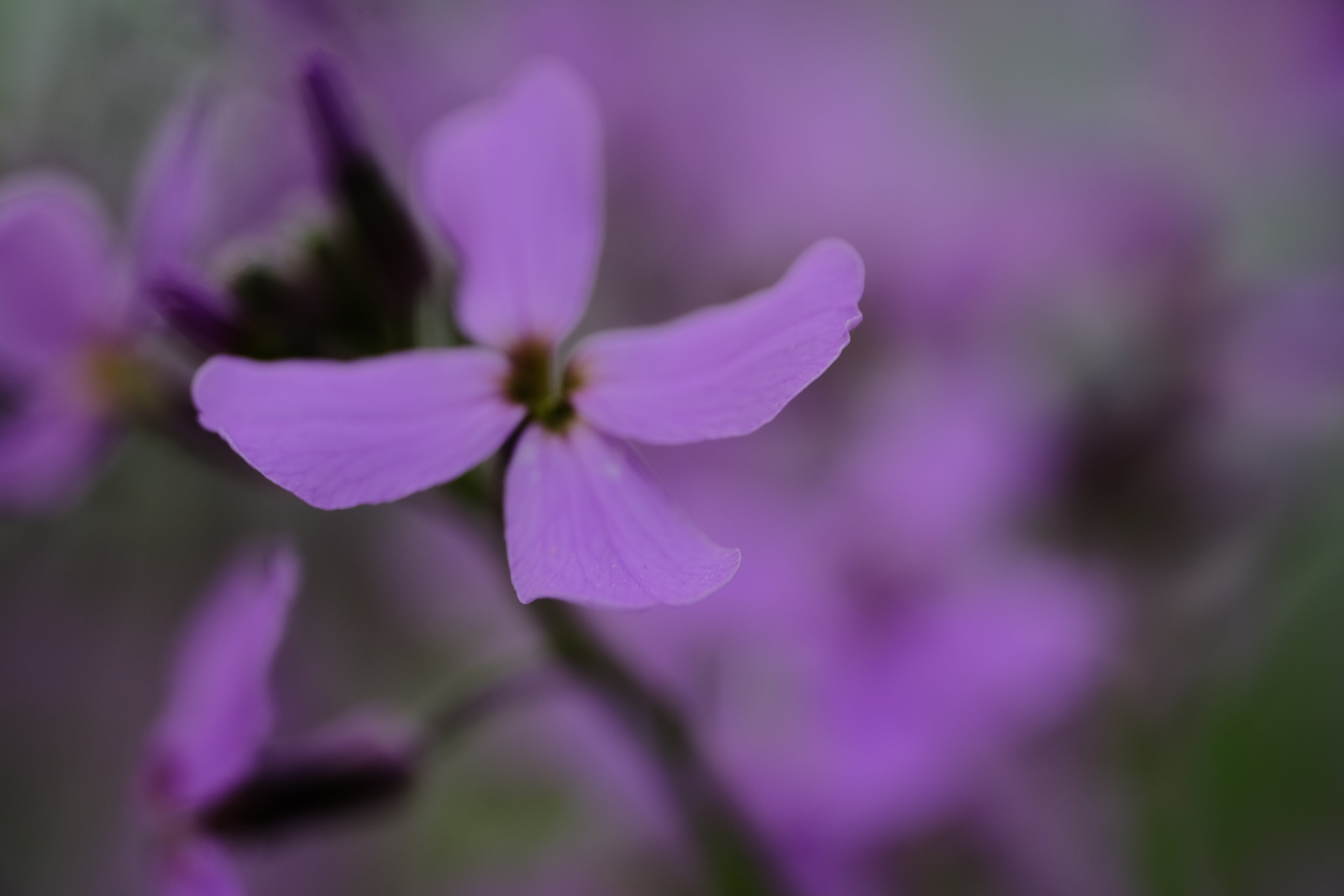 Hesperis matronalis (dame&