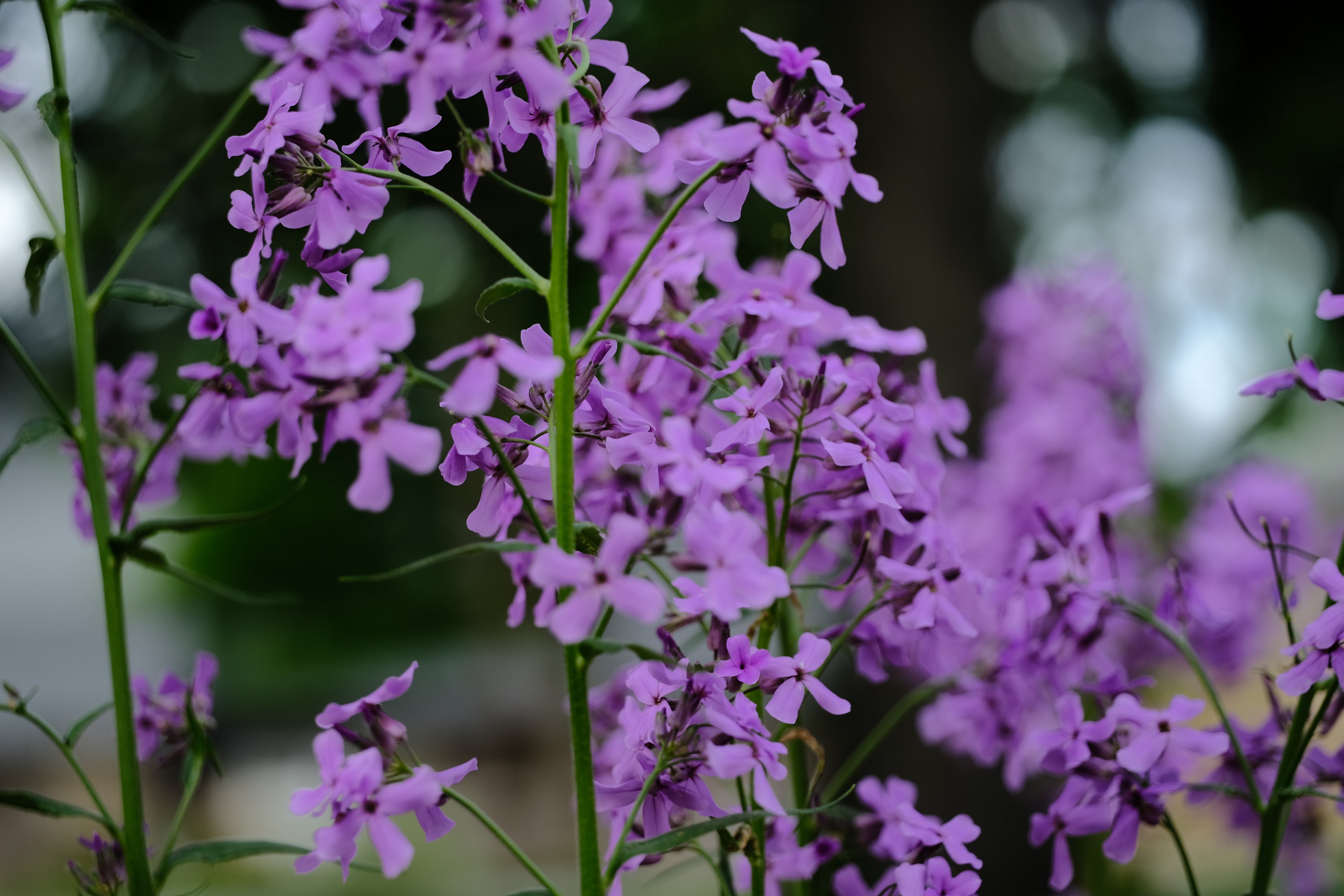 Hesperis matronalis (dame&