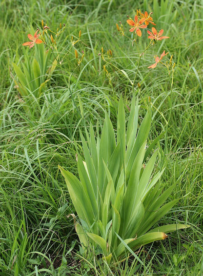 Iris domestica*