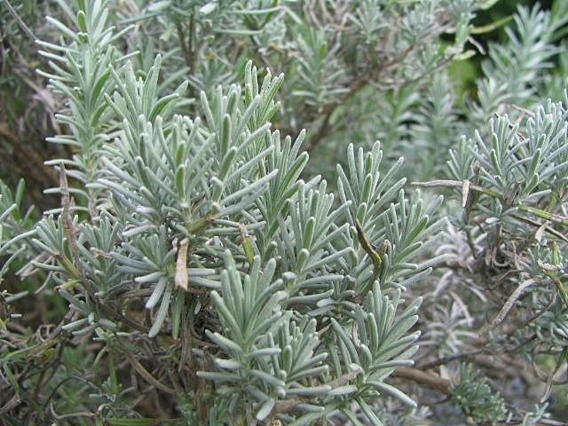 Lavandula angustifolia 'Hidcote Superior'