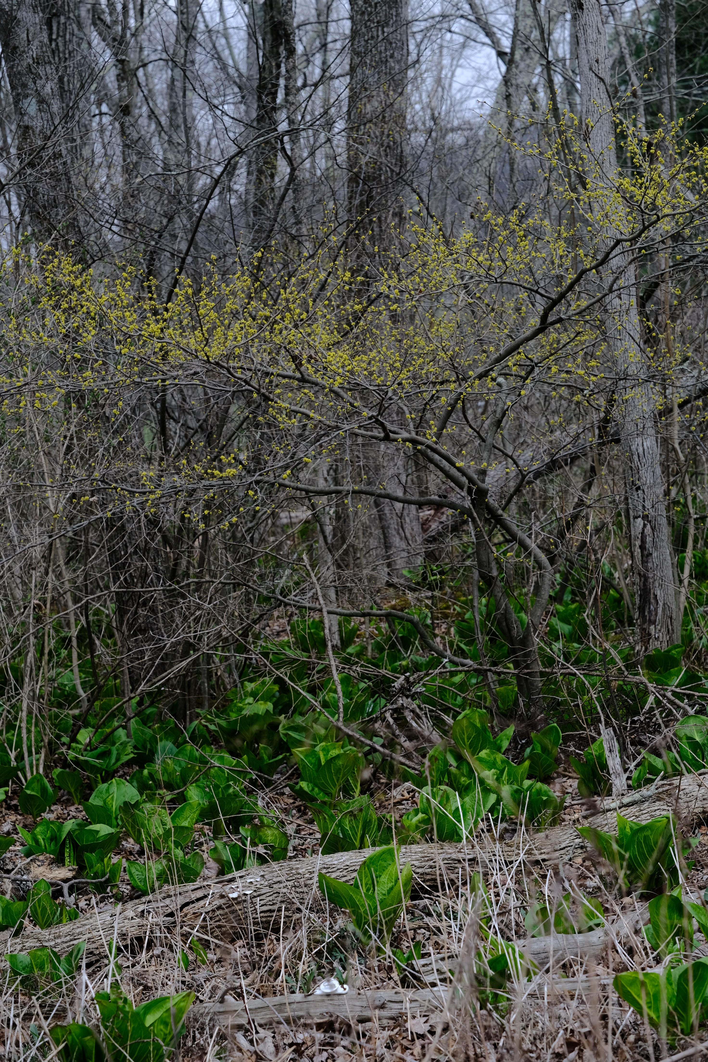 Lindera benzoin (Northern spicebush) yellow spring flowers blooming in woodland
