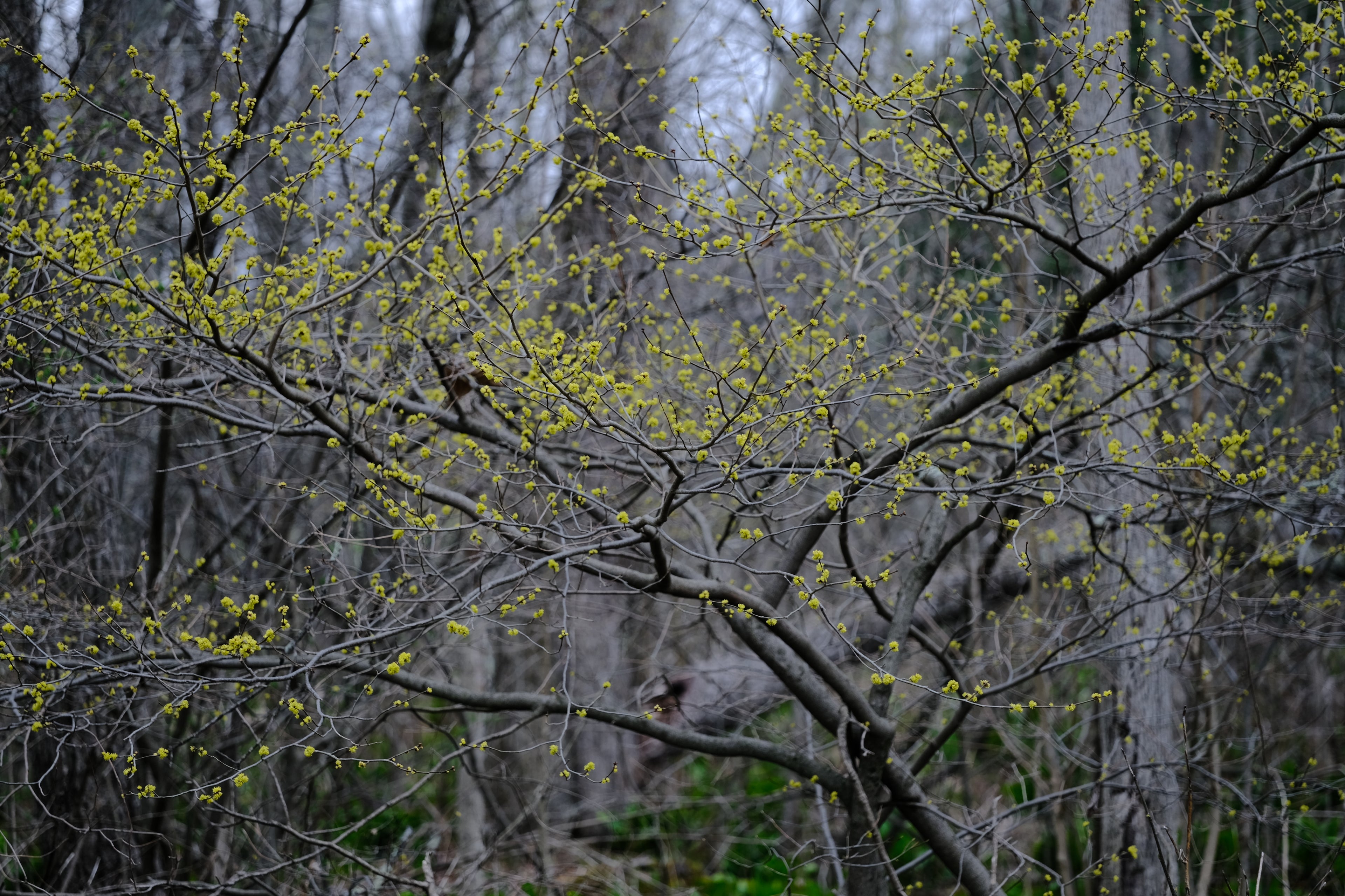 Lindera benzoin (Northern spicebush) yellow spring flowers blooming in woodland