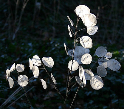 Lunaria annua var. albiflora