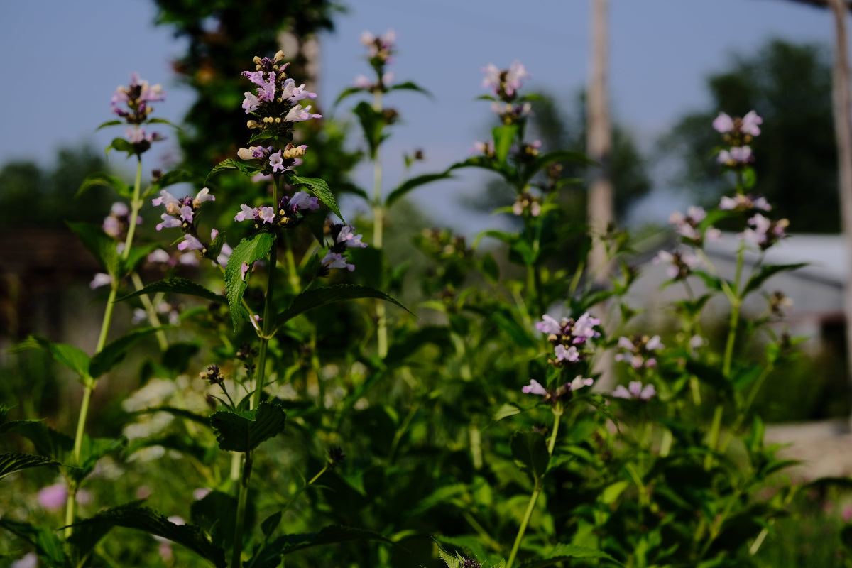 Nepeta subsessilis &