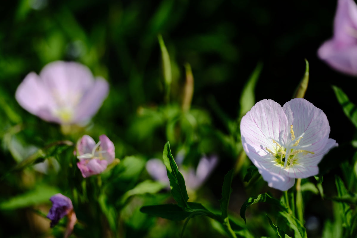 Oenothera speciosa (pinkladies) blooming