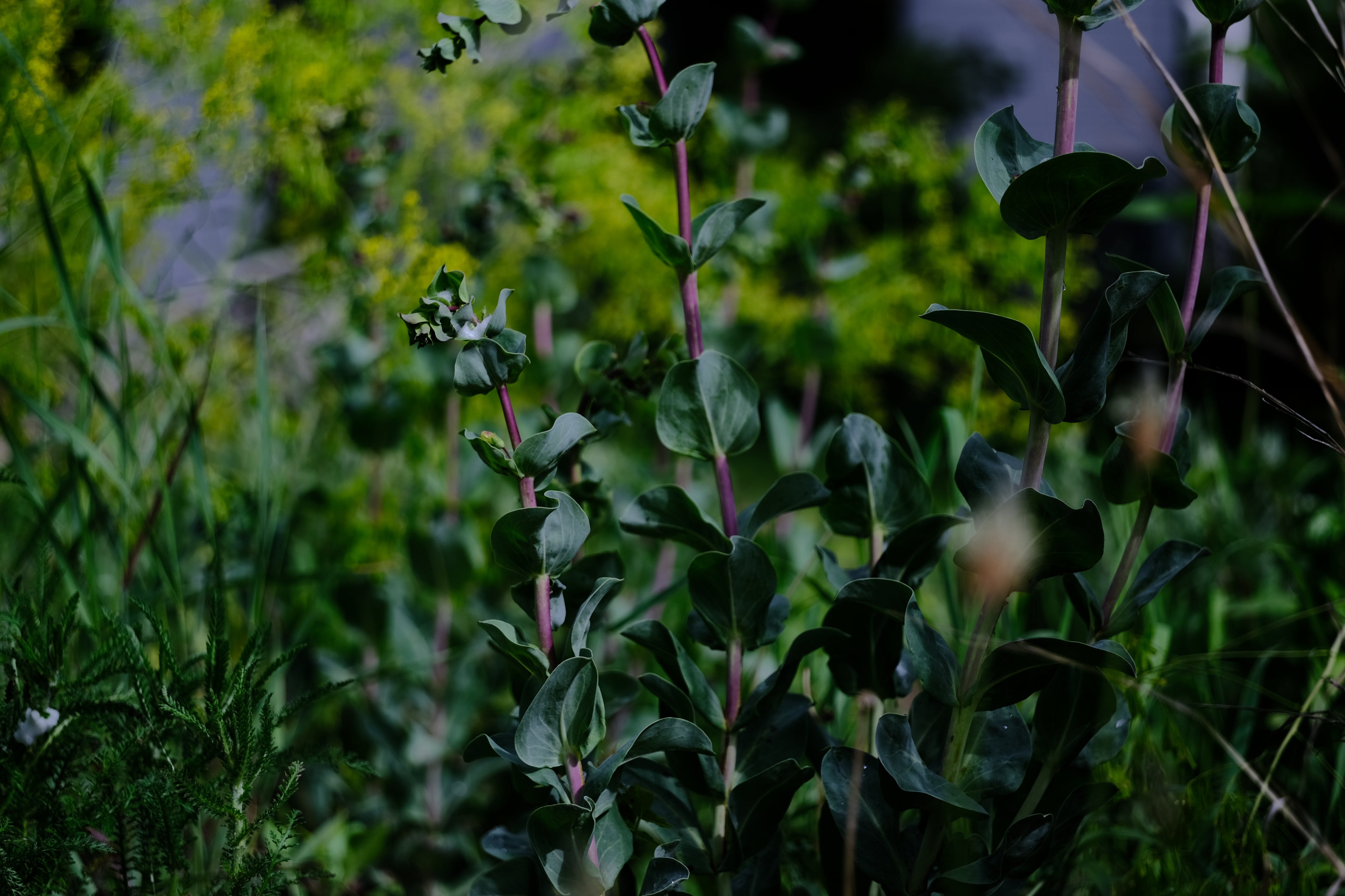 Penstemon grandiflorus in May