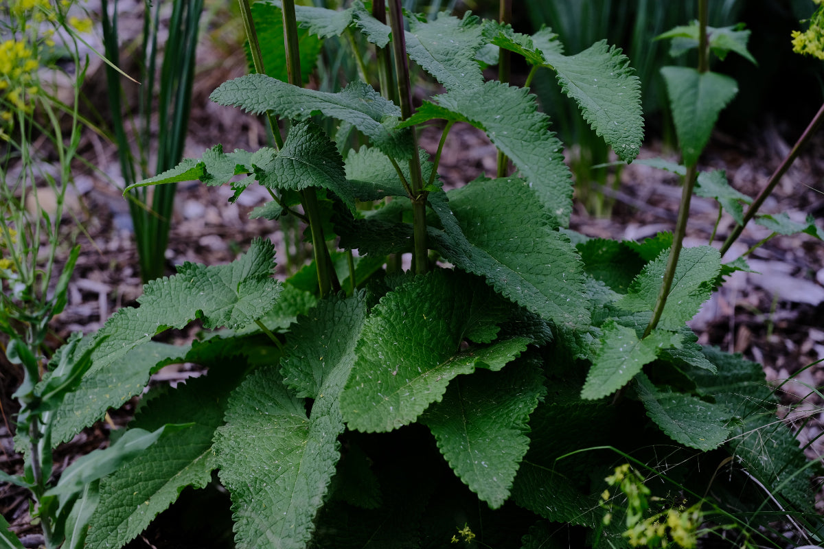 Phlomoides tuberosa (Jerusalem sage) green foliage