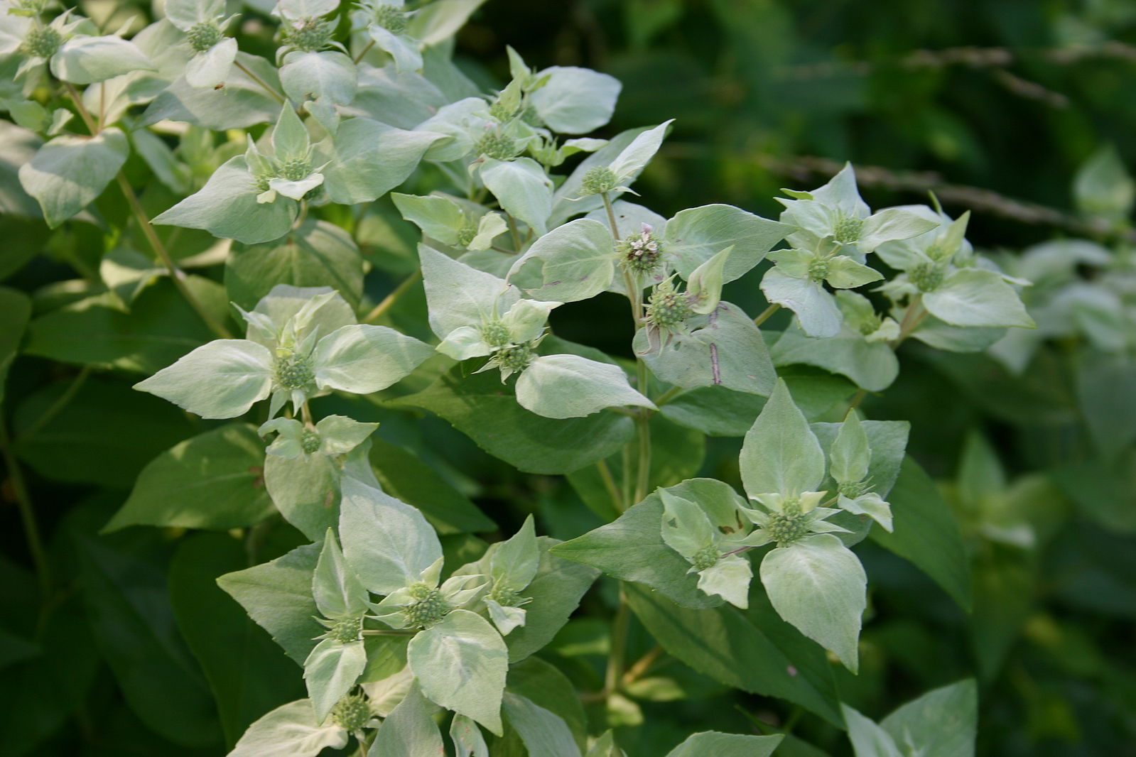 Pycnanthemum muticum (clustered mountain mint) silvery bracts