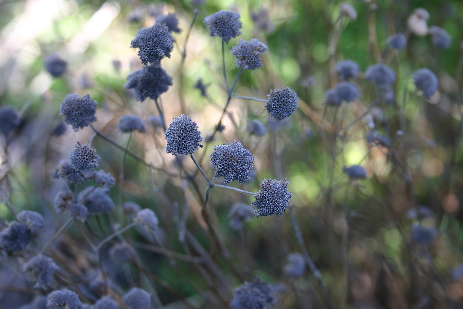 Pycnanthemum muticum (clustered mountain mint) dried seeds in winter