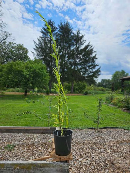 Salix babylonica f. umbraculifera 'Navajo'