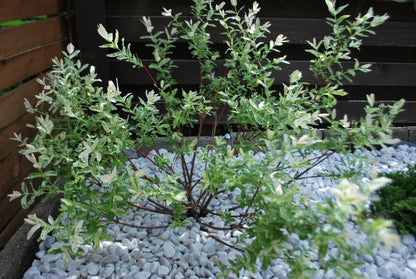 Salix integra 'Hakuro-Nishiki'