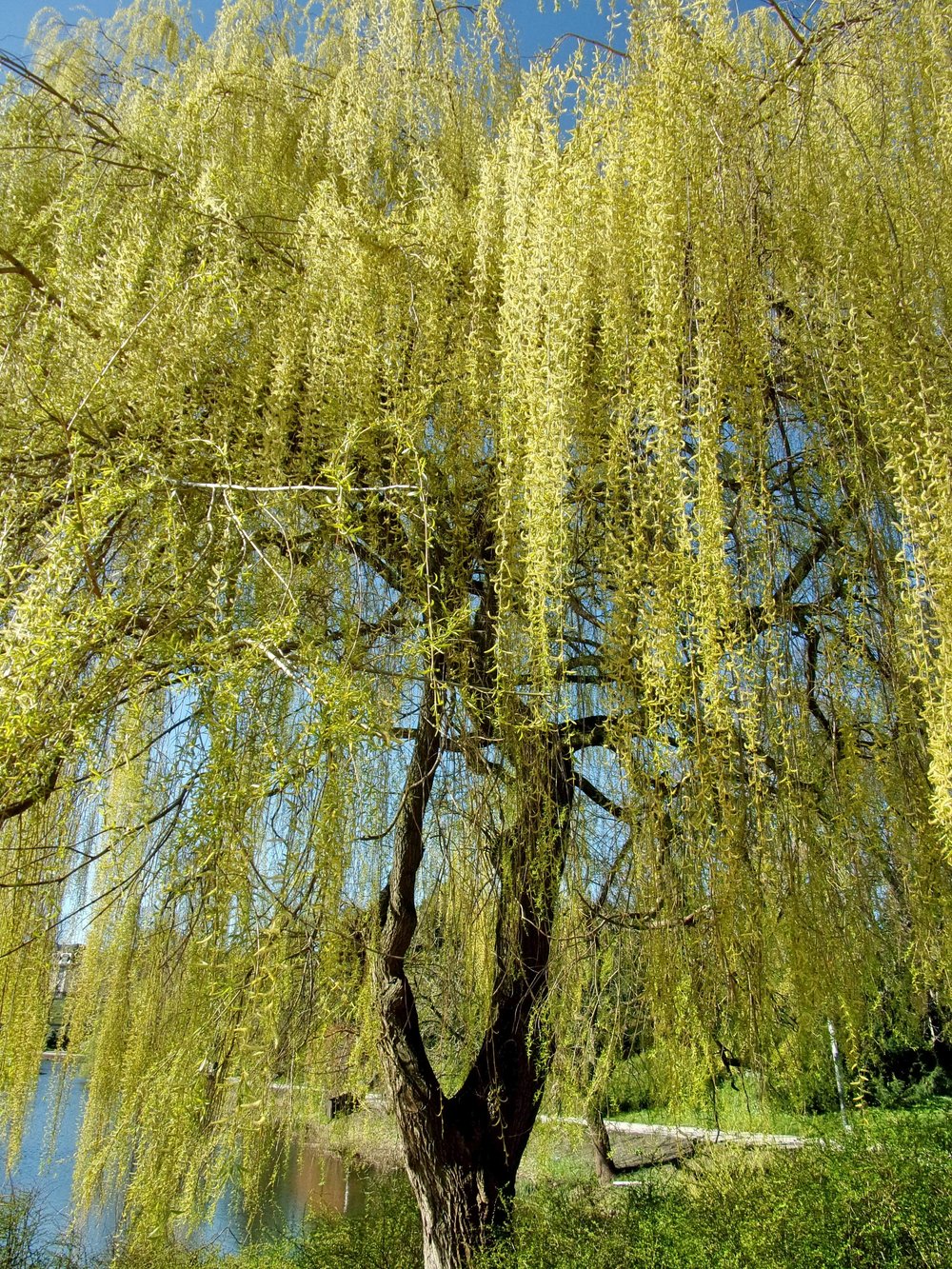 Salix pendulina f. salamonii 'Chrysocoma'