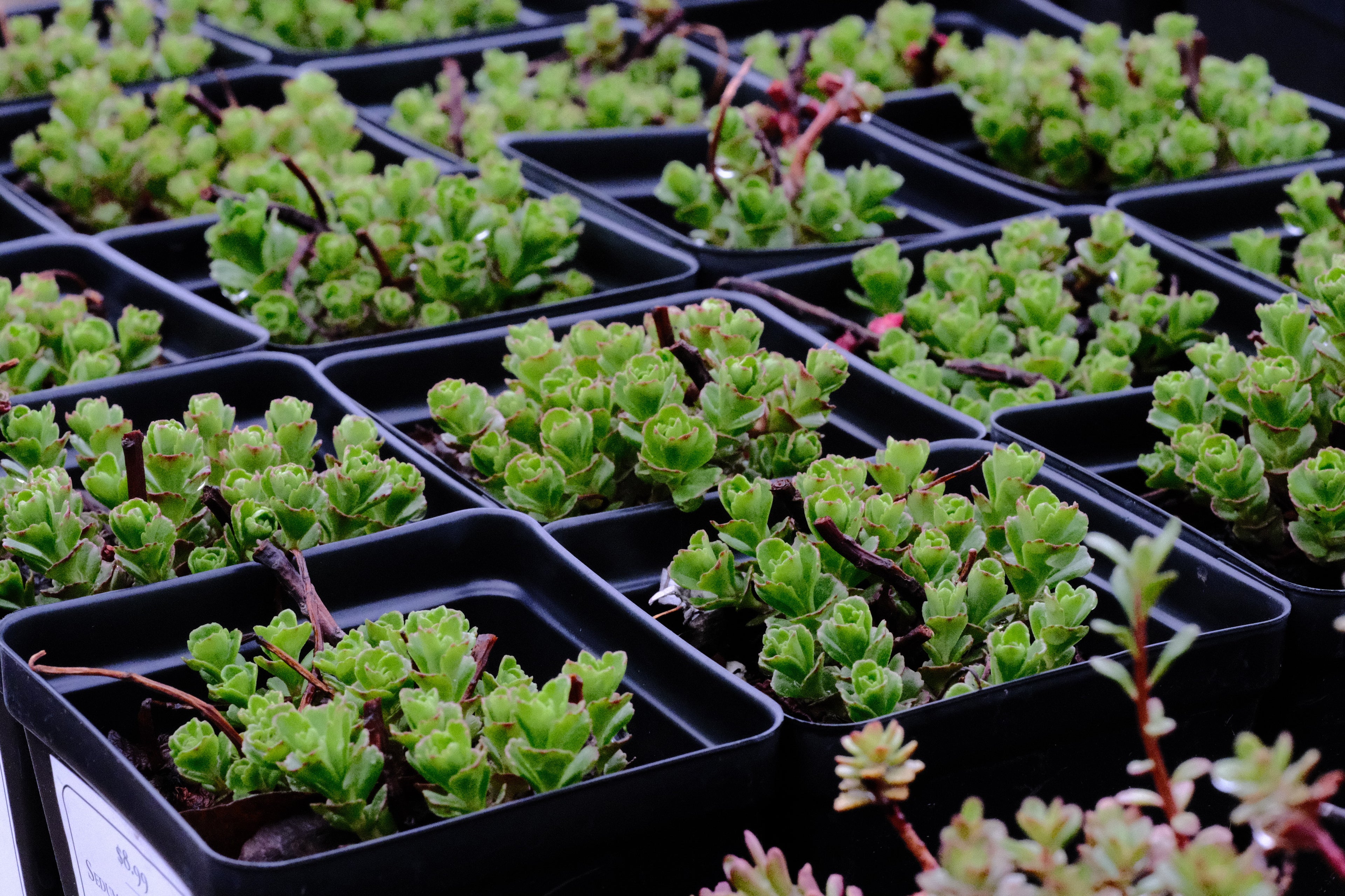 Sedum (Phedimus) kamtschaticum | orange stonecrop