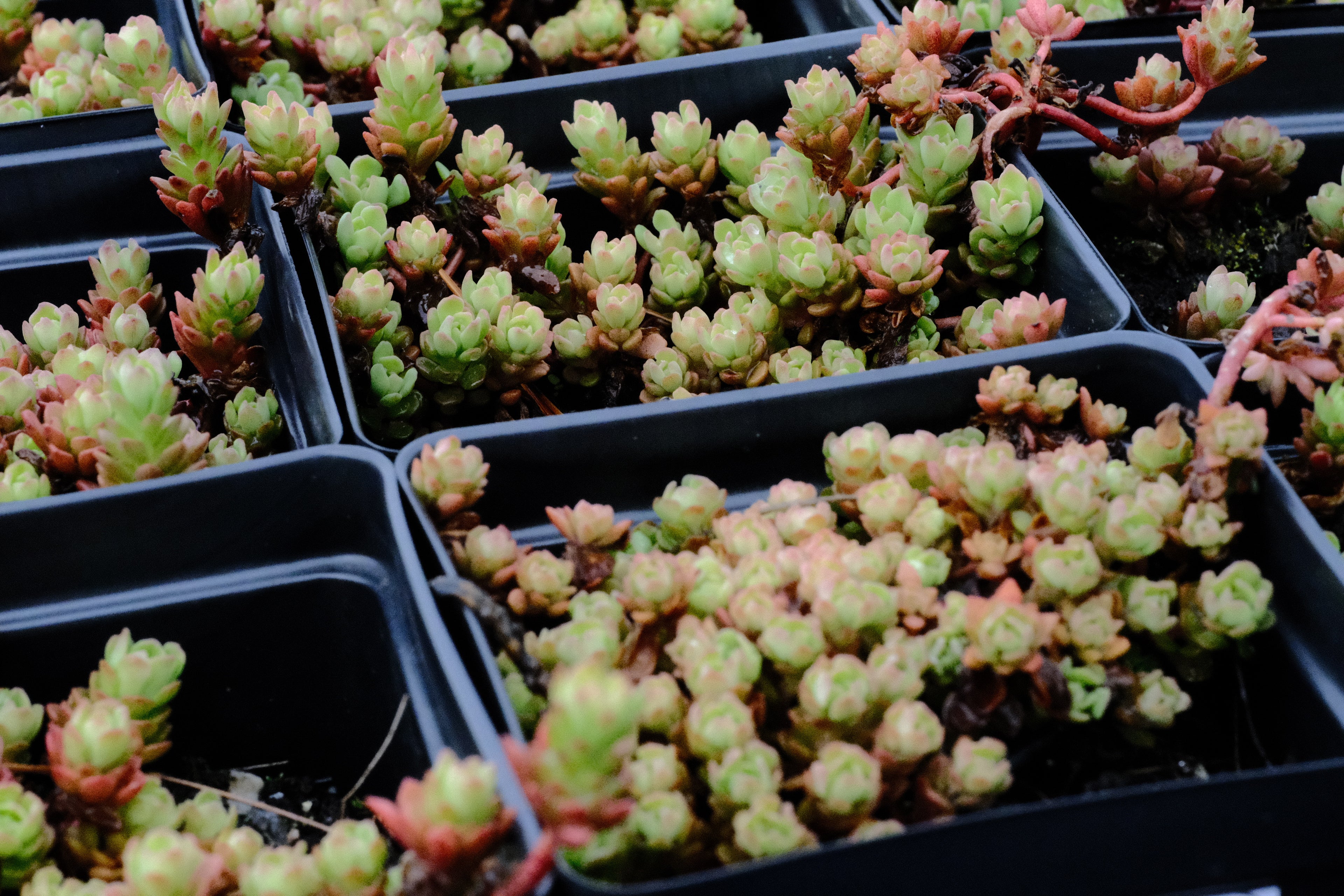 Sedum glaucophyllum in early spring at The Old Dairy Nursery
