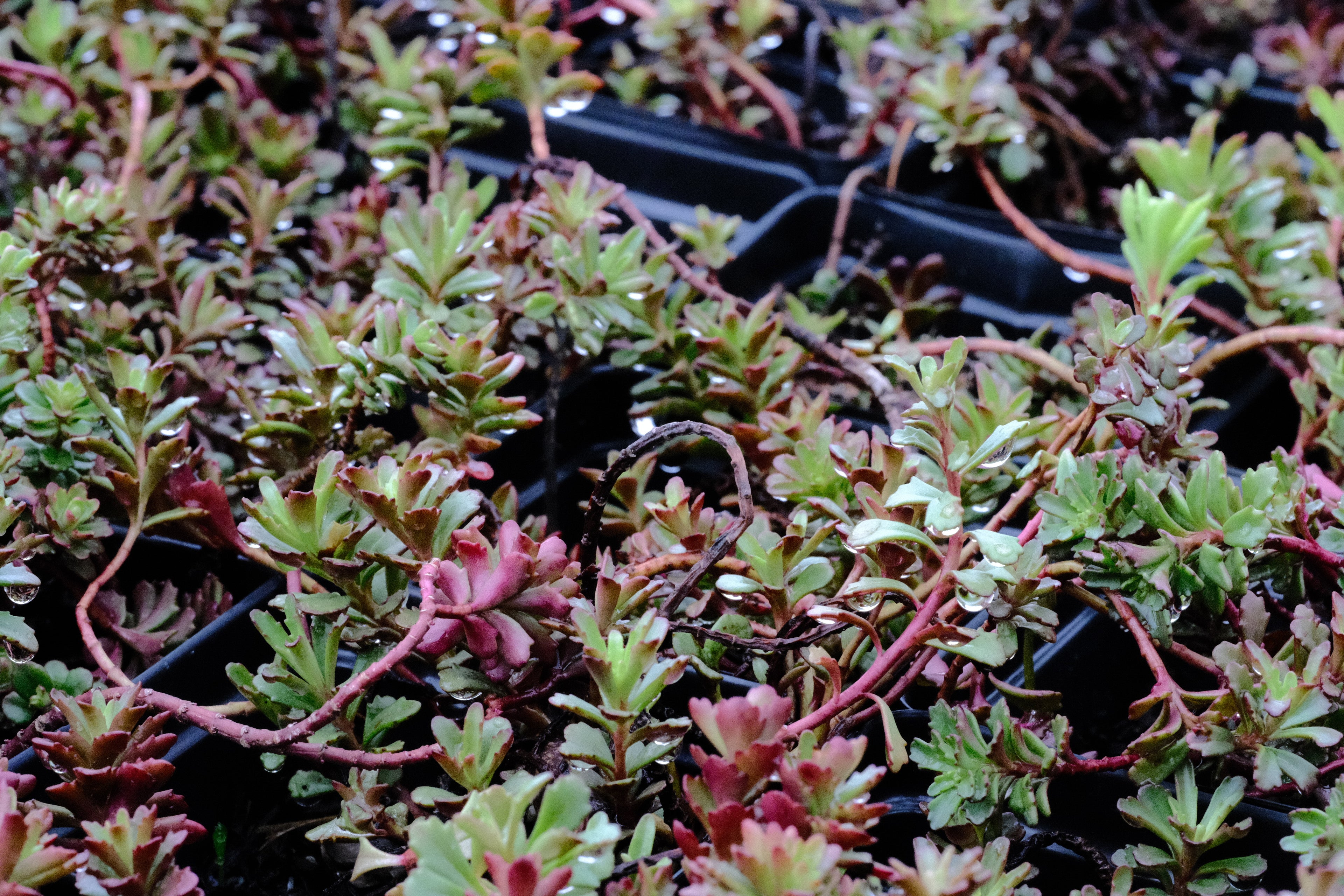 Sedum middendorffianum aka Phedimus middendorffianus in sale pots at The Old Dairy Nursery