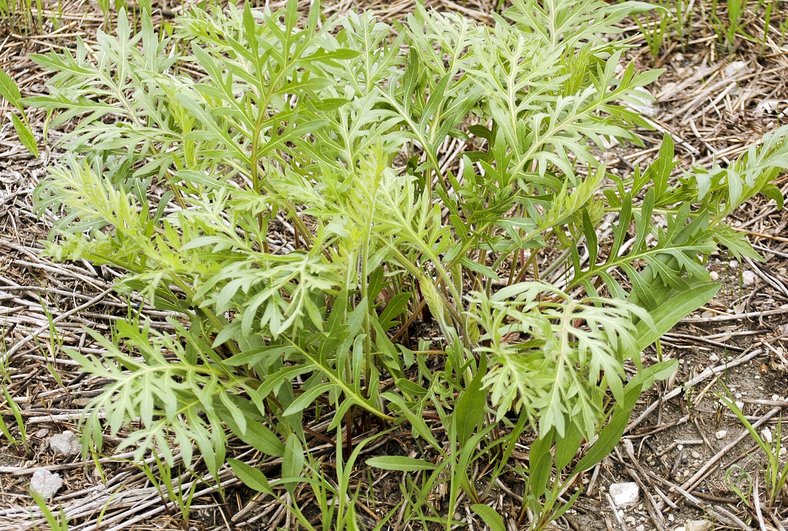 Silphium laciniatum (compass plant) finely textured green foliage