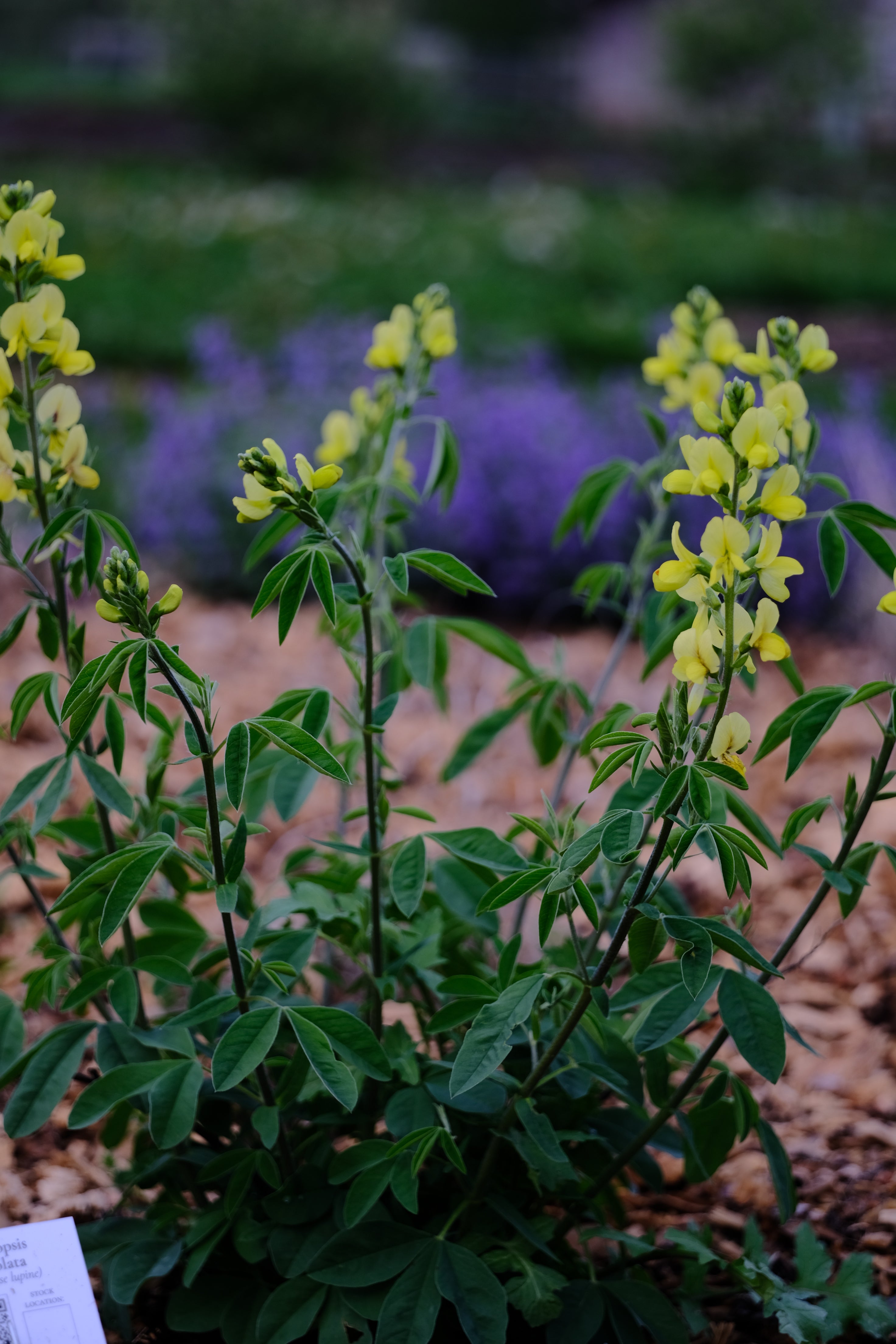 Thermopsis lanceolata | yellow false lupine young plant in bloom at The Old Dairy Nursery