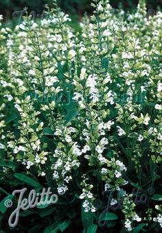 Salvia officinalis f. albiflora
