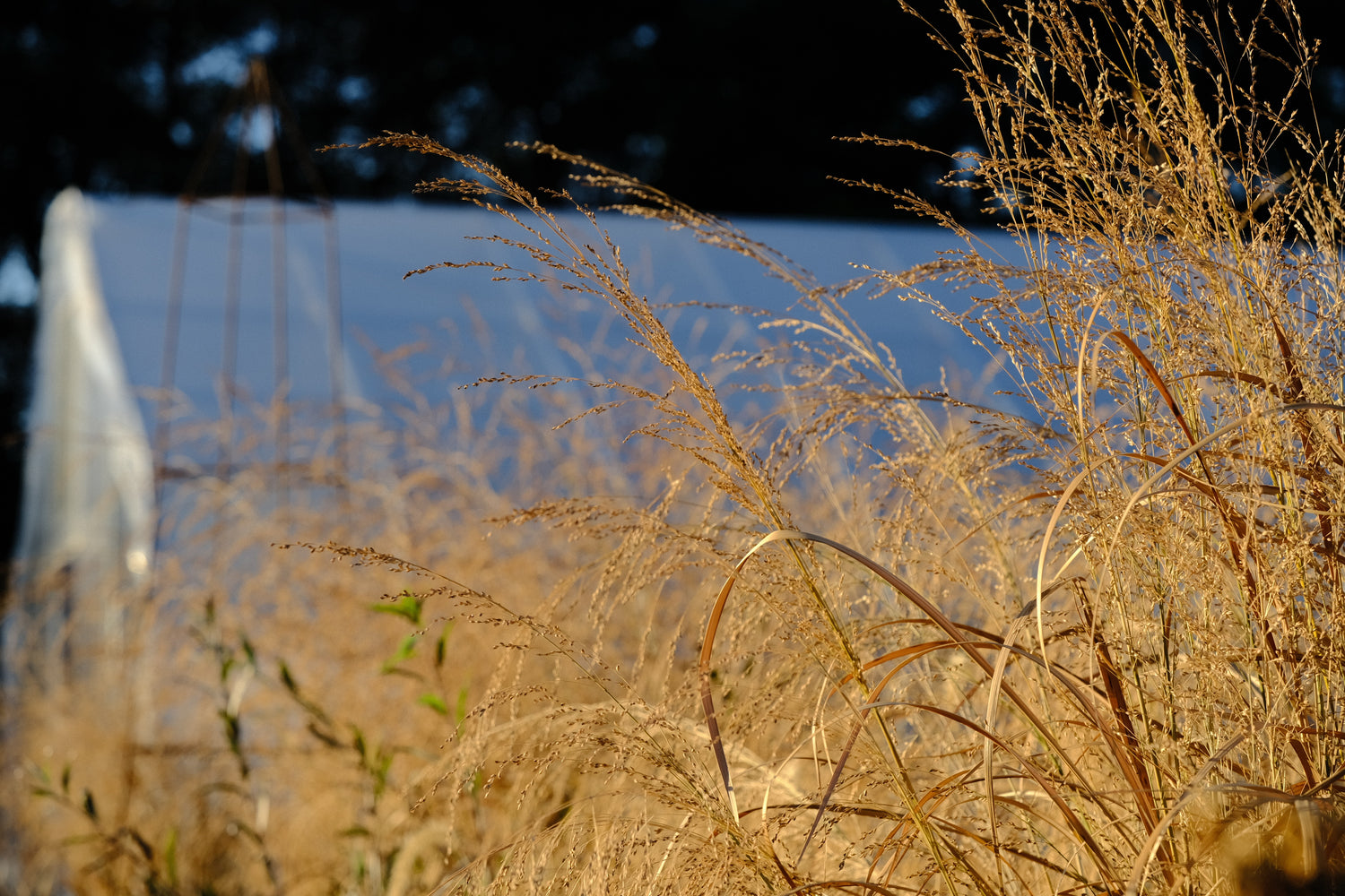 Panicum amarum in a dry November garden