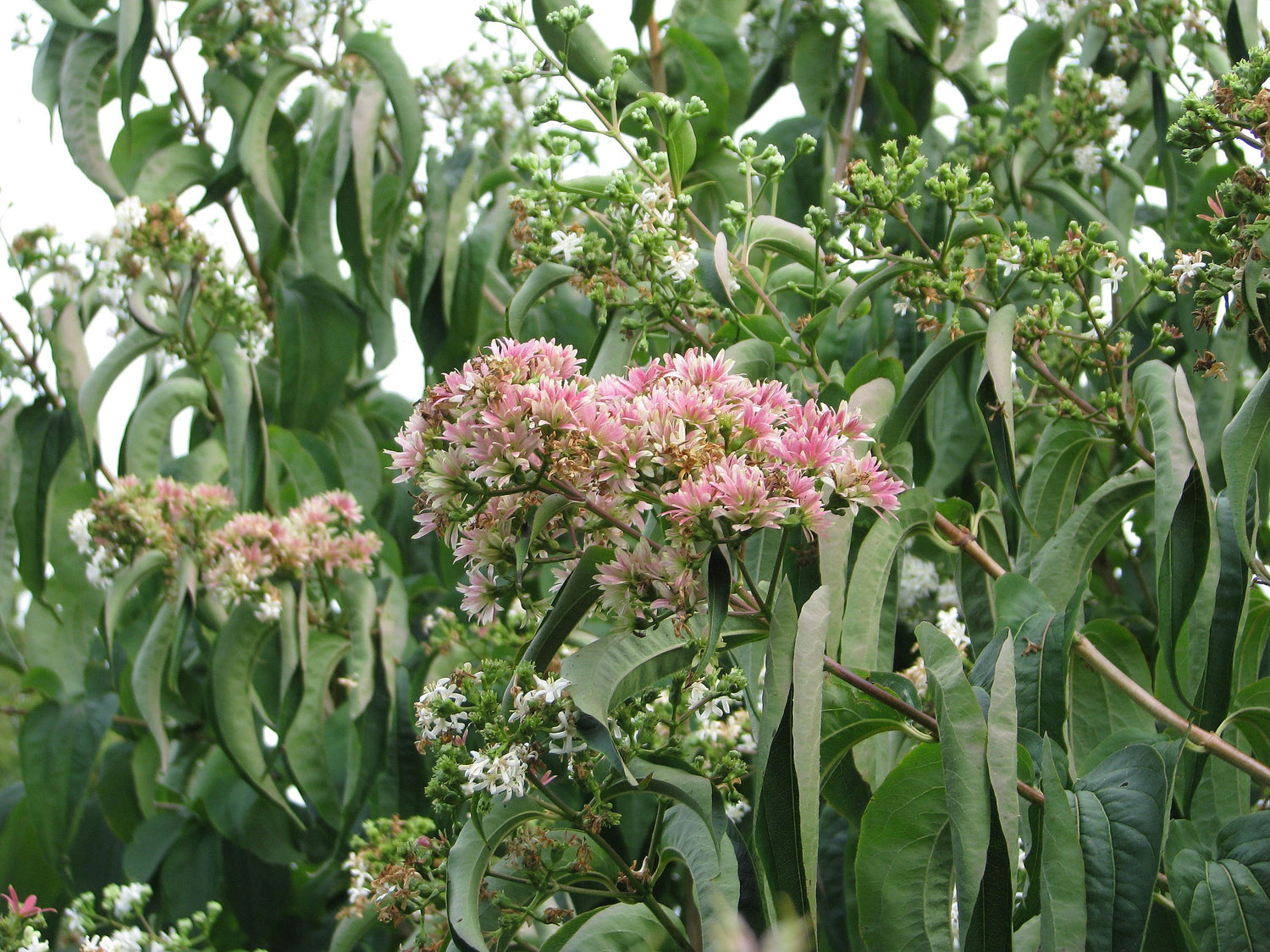 Seven-son Flower Tree