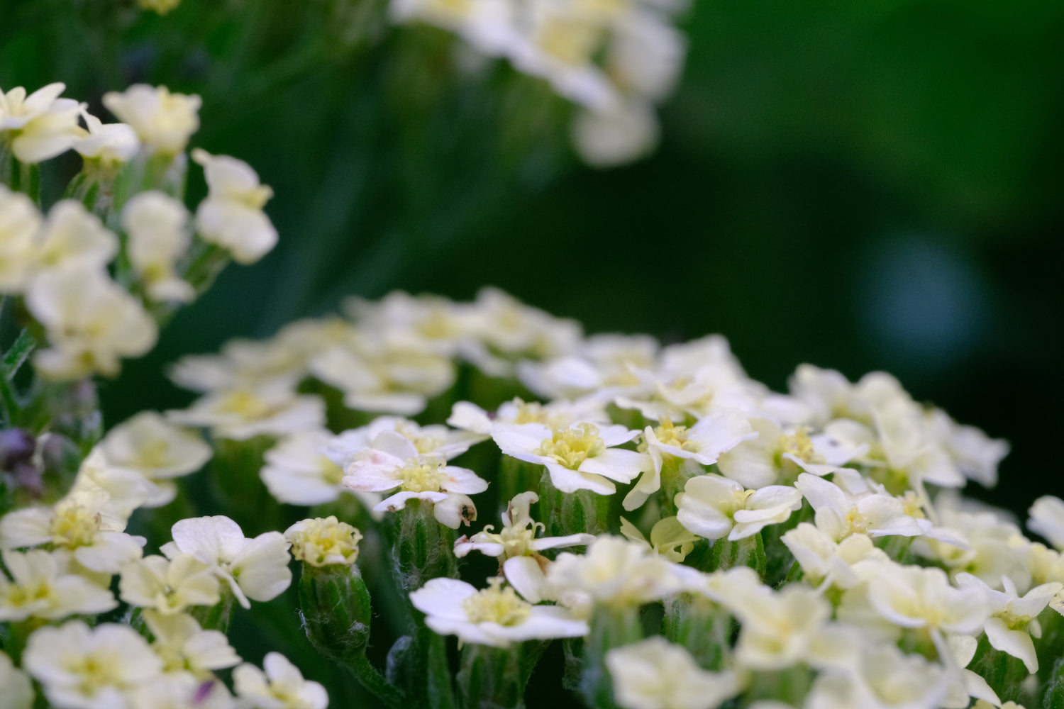 Groundcover Plants